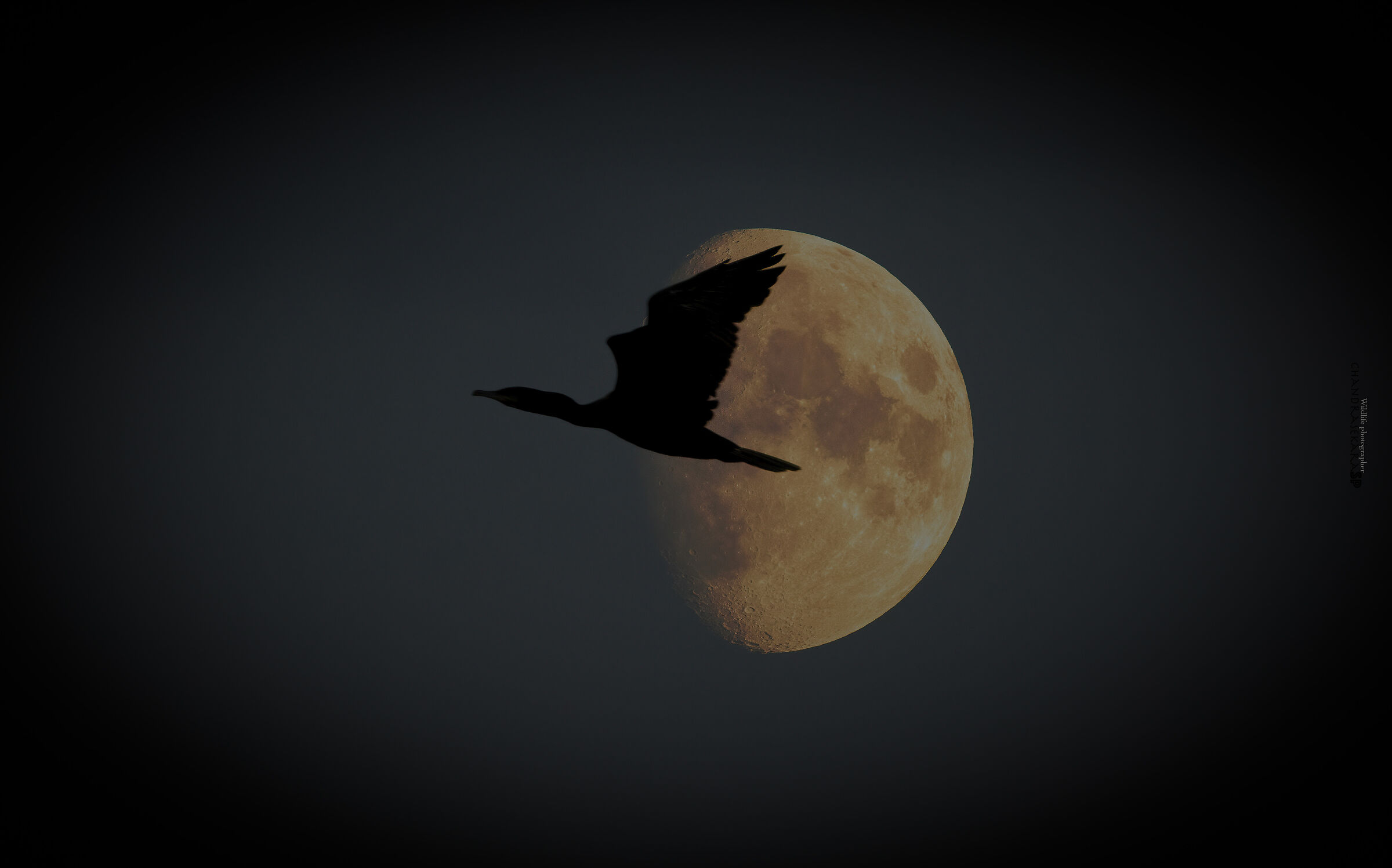 cormorant returns home late in the evening.