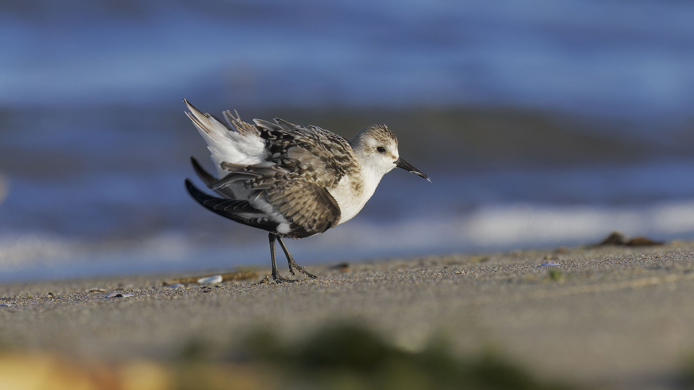 Piovanello tridattilo serchio