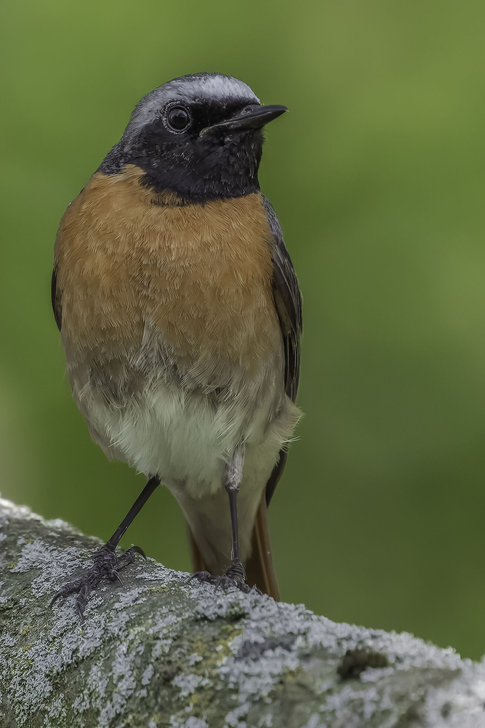 Common redstart (Phoenicurus phoenicurus)