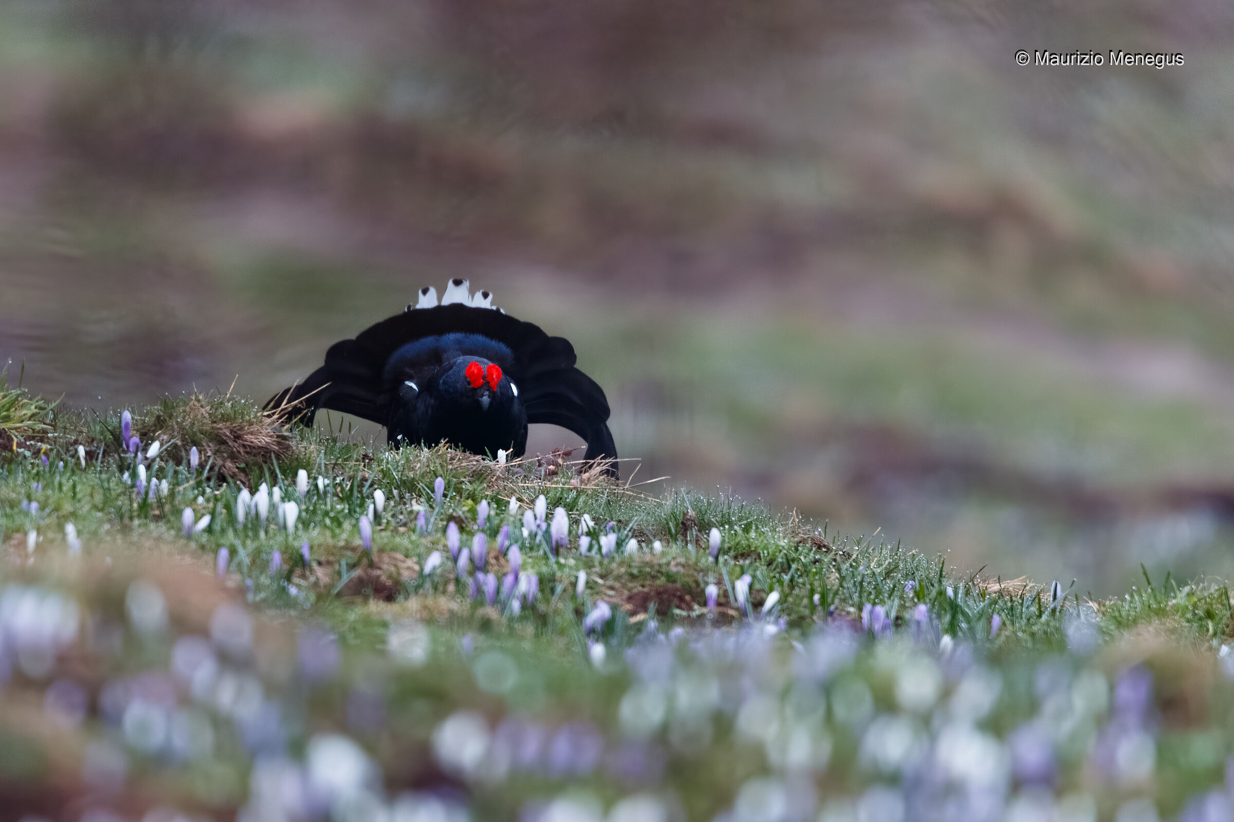 Gallo forcello tra i crocus a maggio