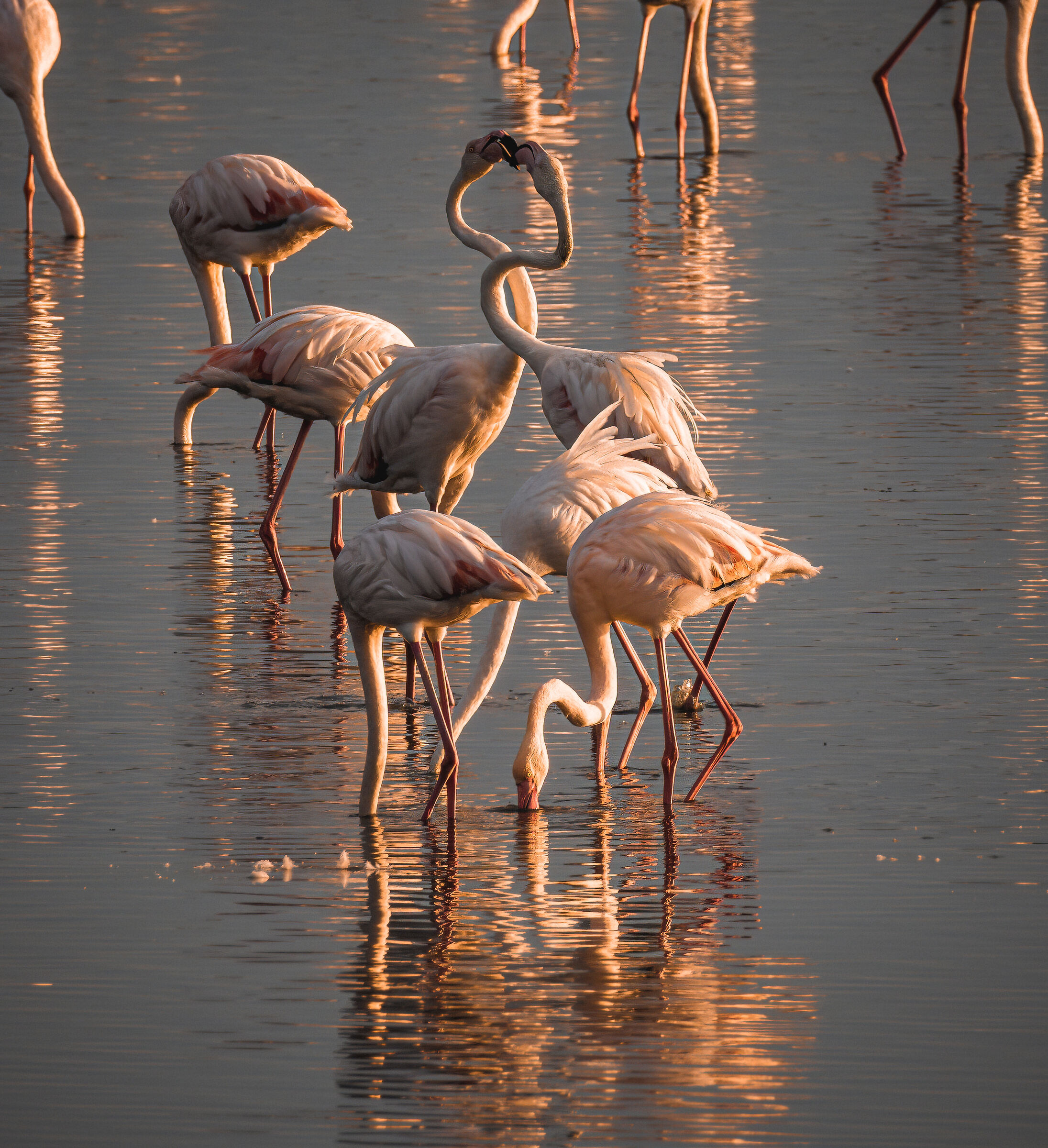 Flamingoes