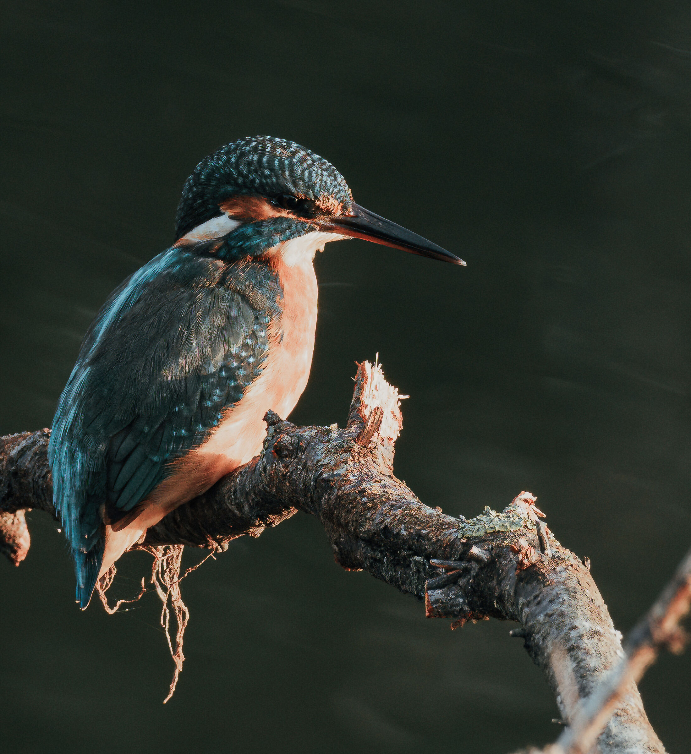 Kingfisher