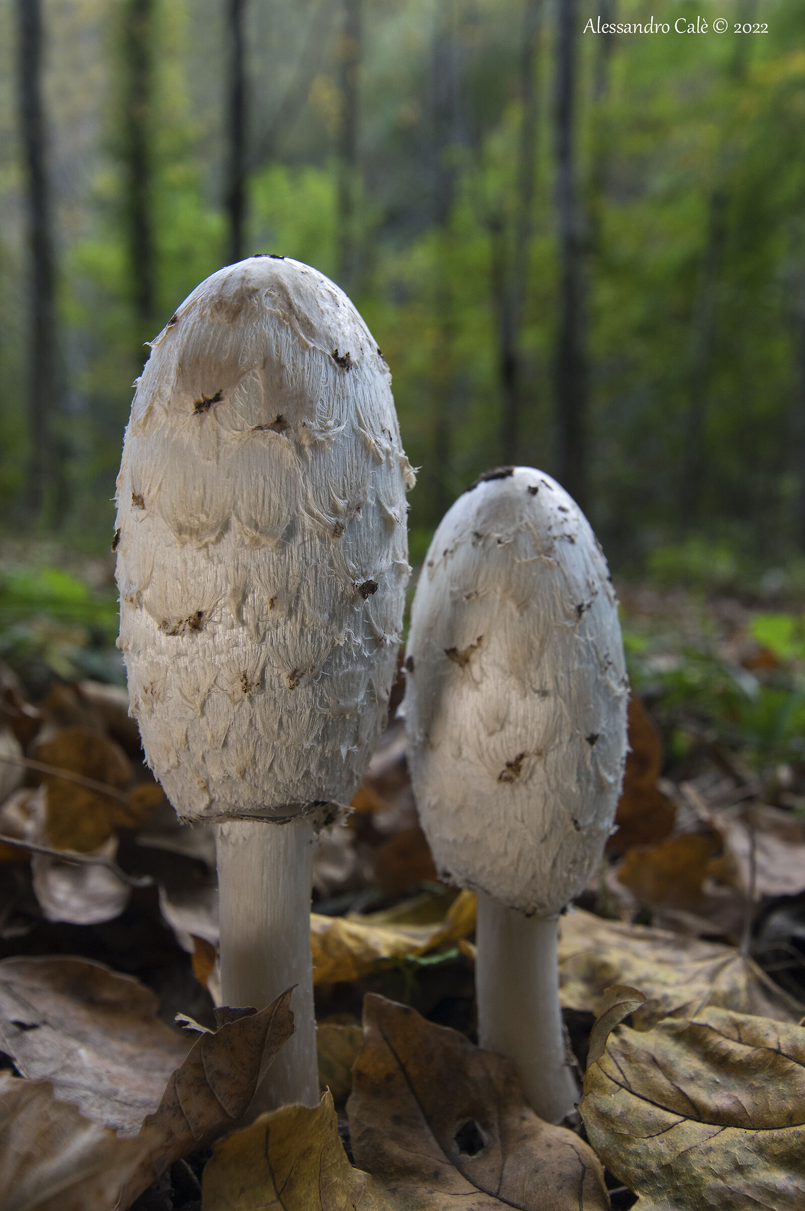 Coprinus comatus (Agaric) 9136