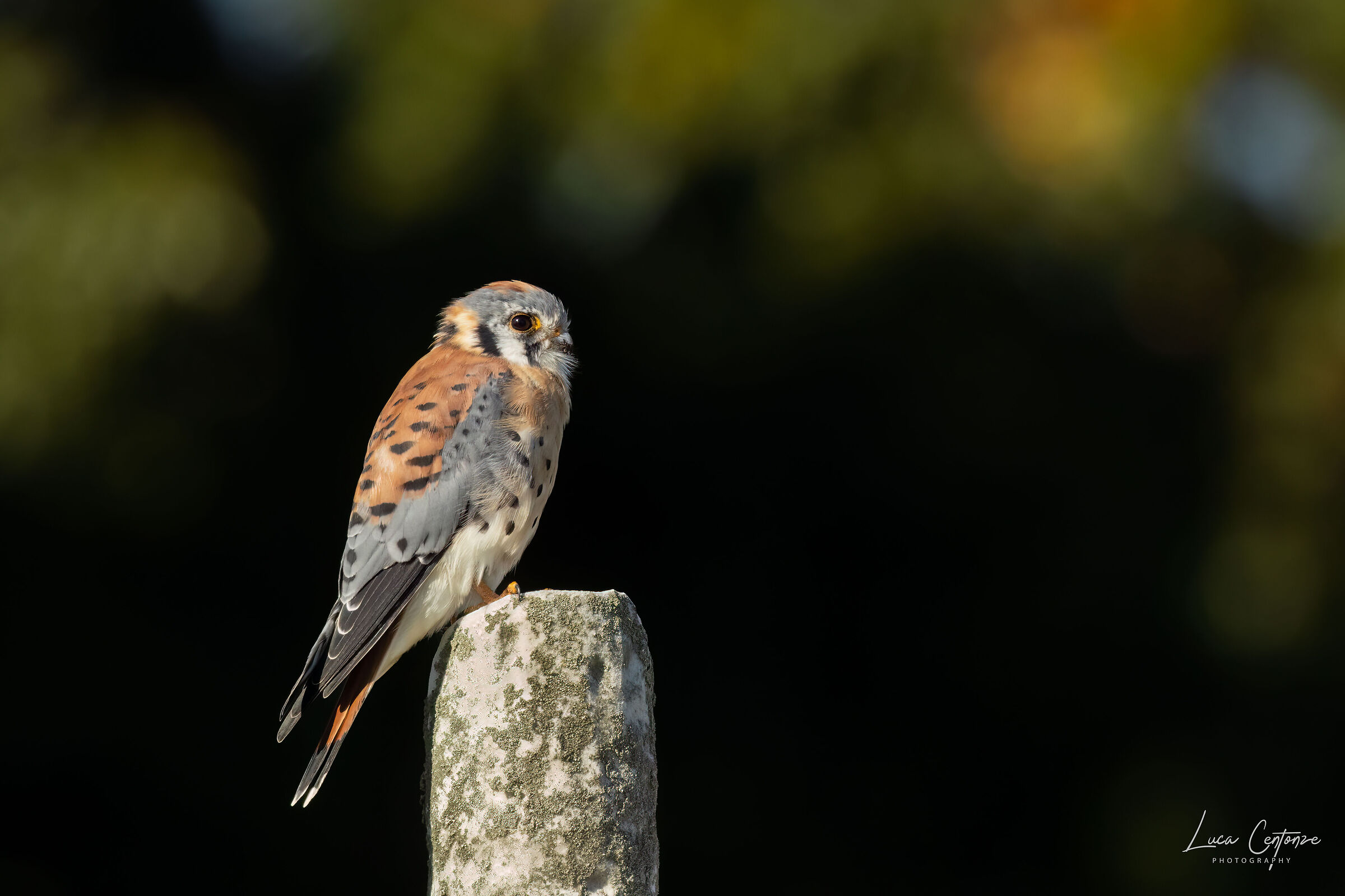 American Kestrel (Falco sparverius)