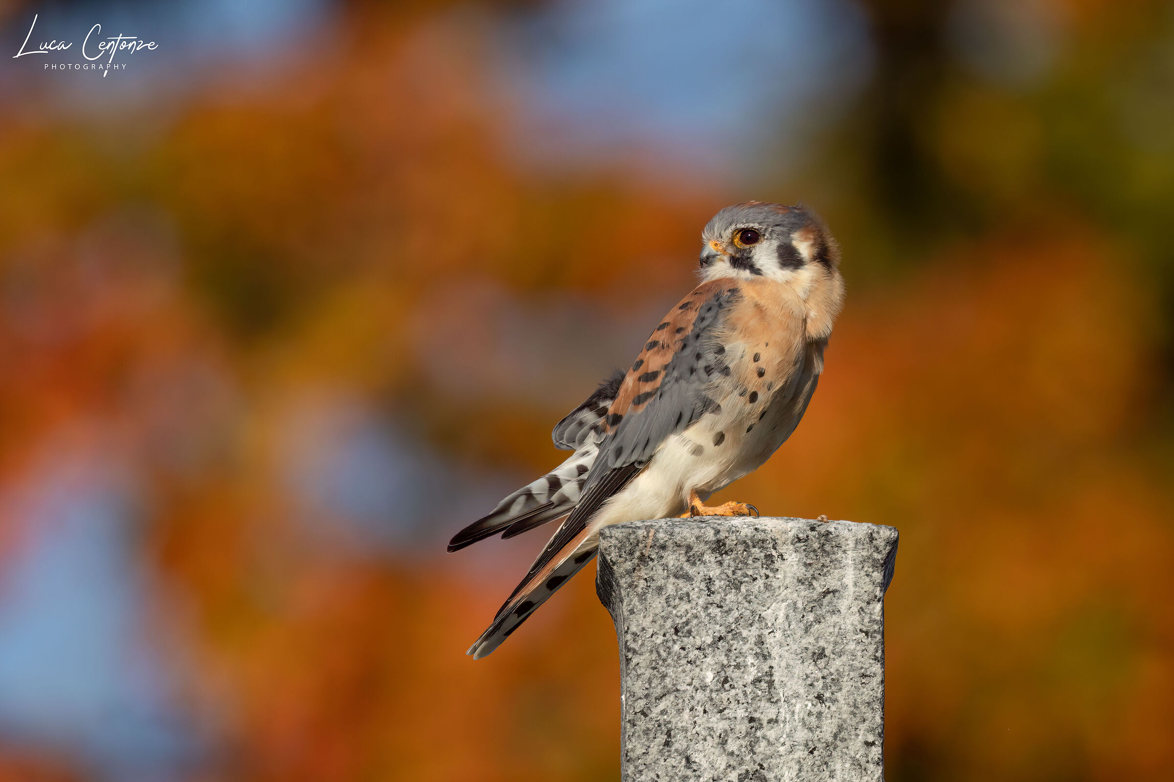 American Kestrel (Falco sparverius)