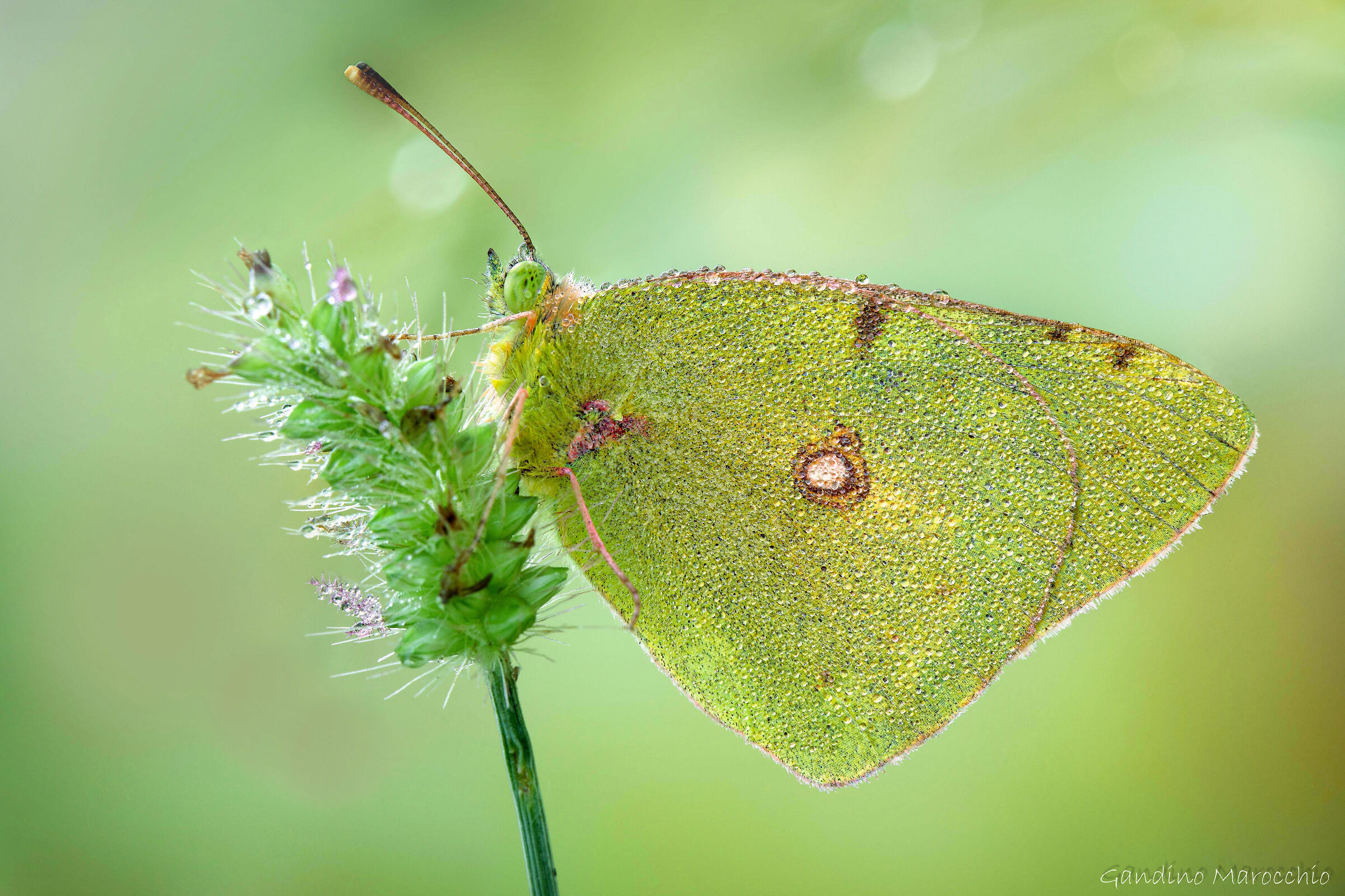 Colias Cross
