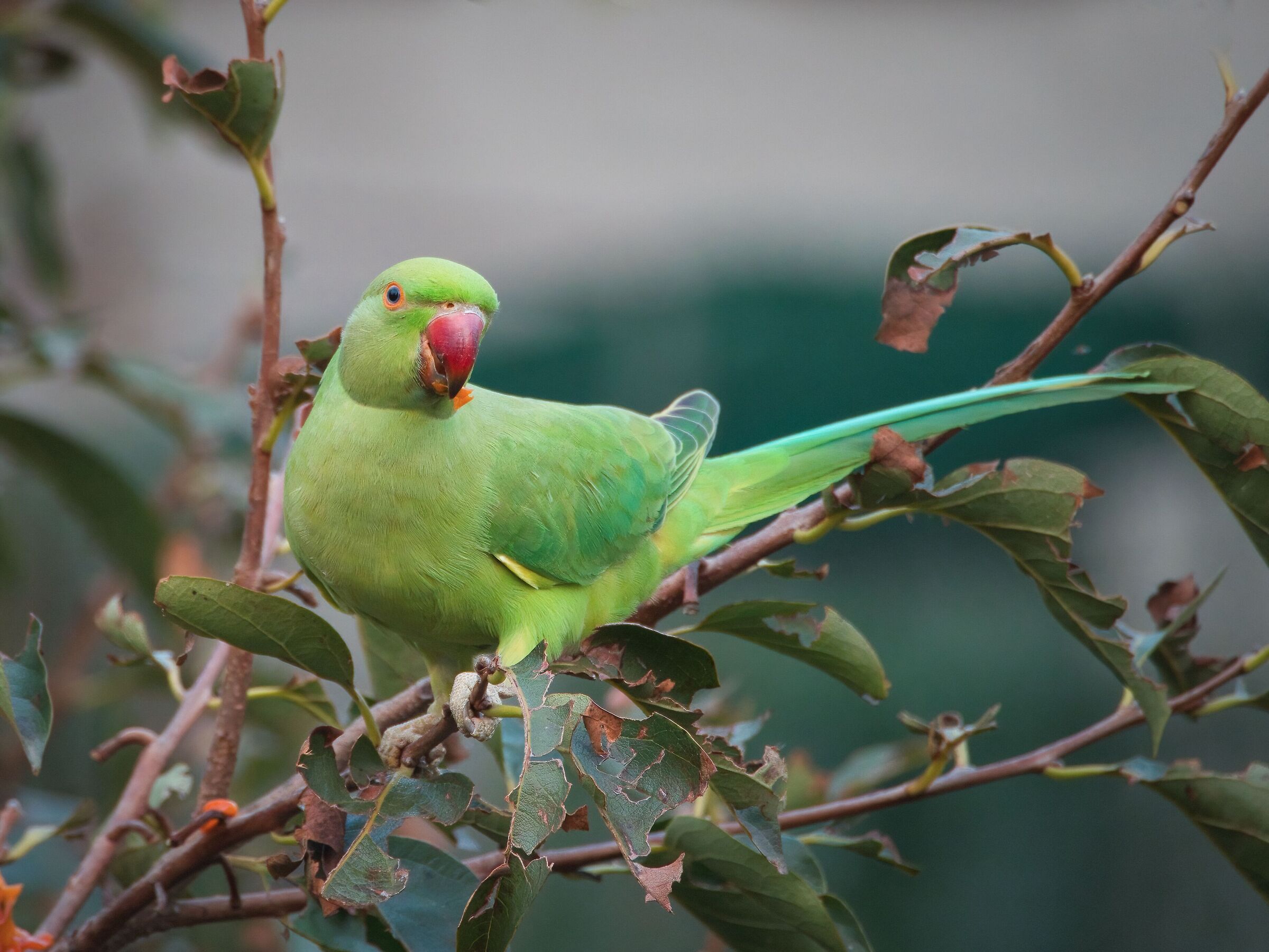 Green parrot