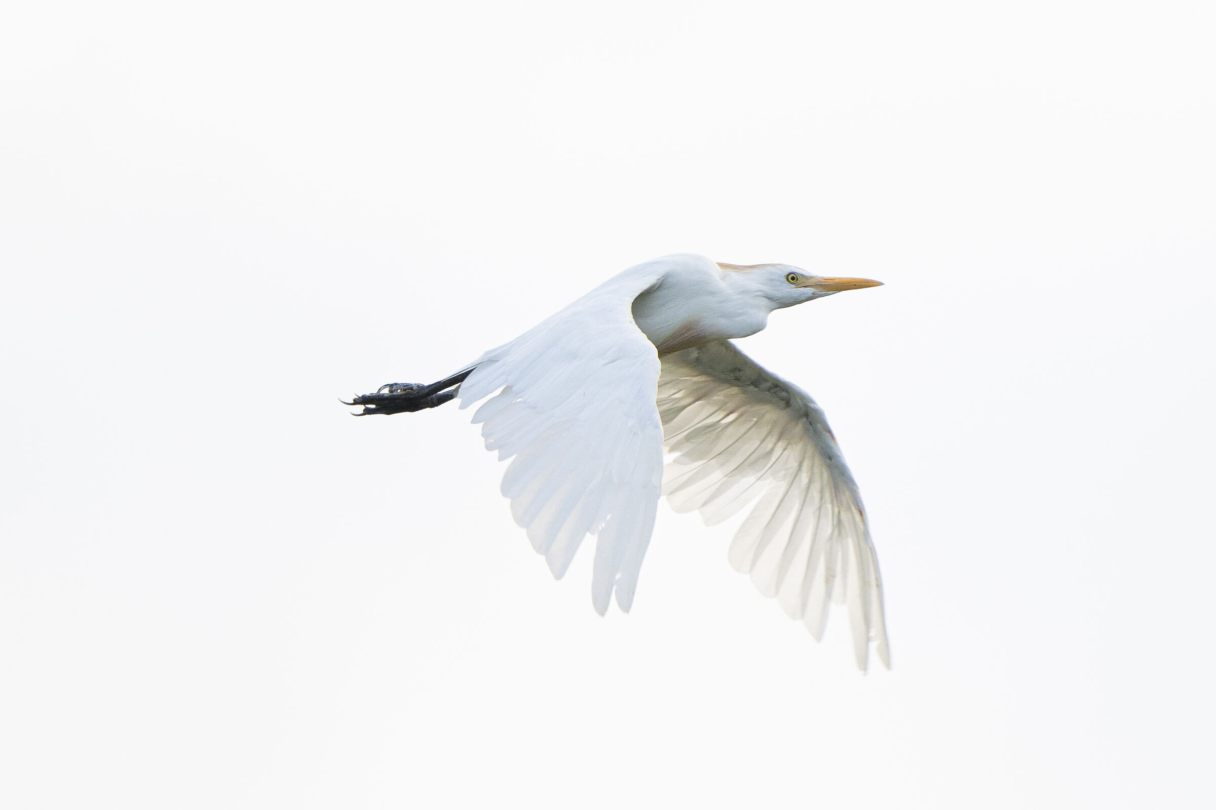 Oilkeepers in flight
