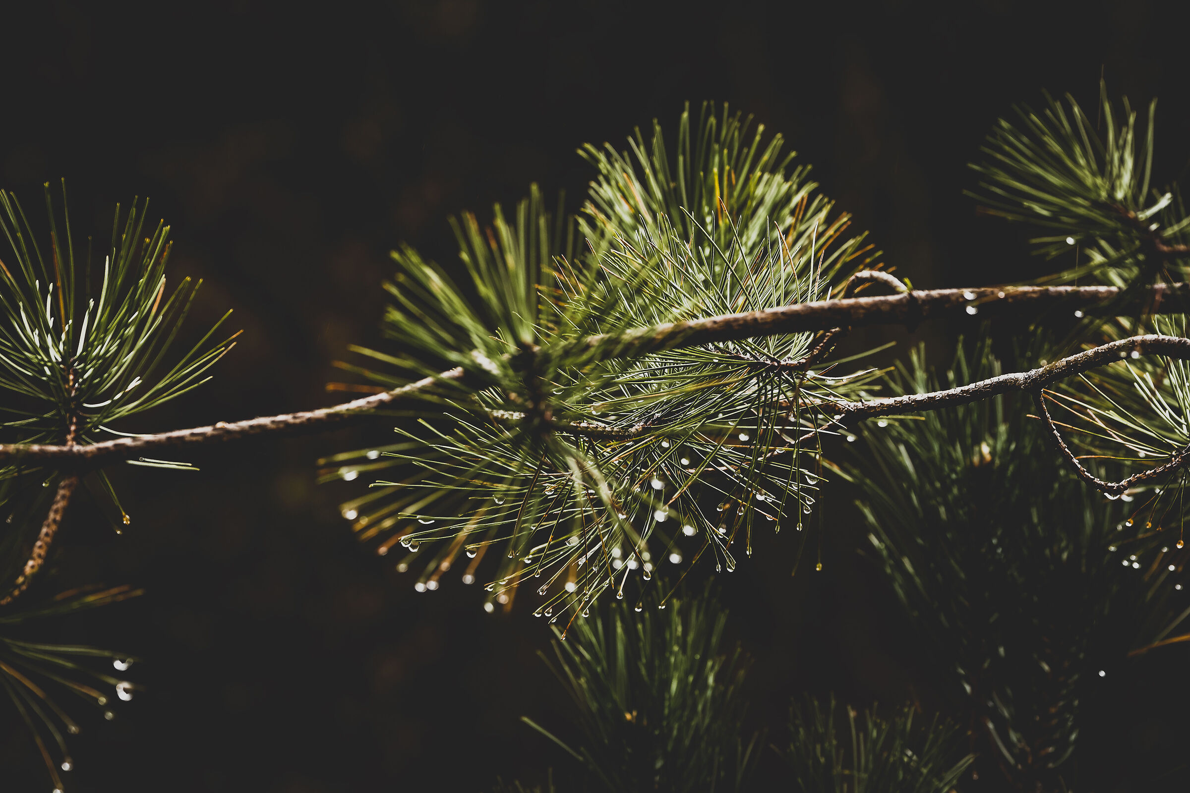 Waiting for frost