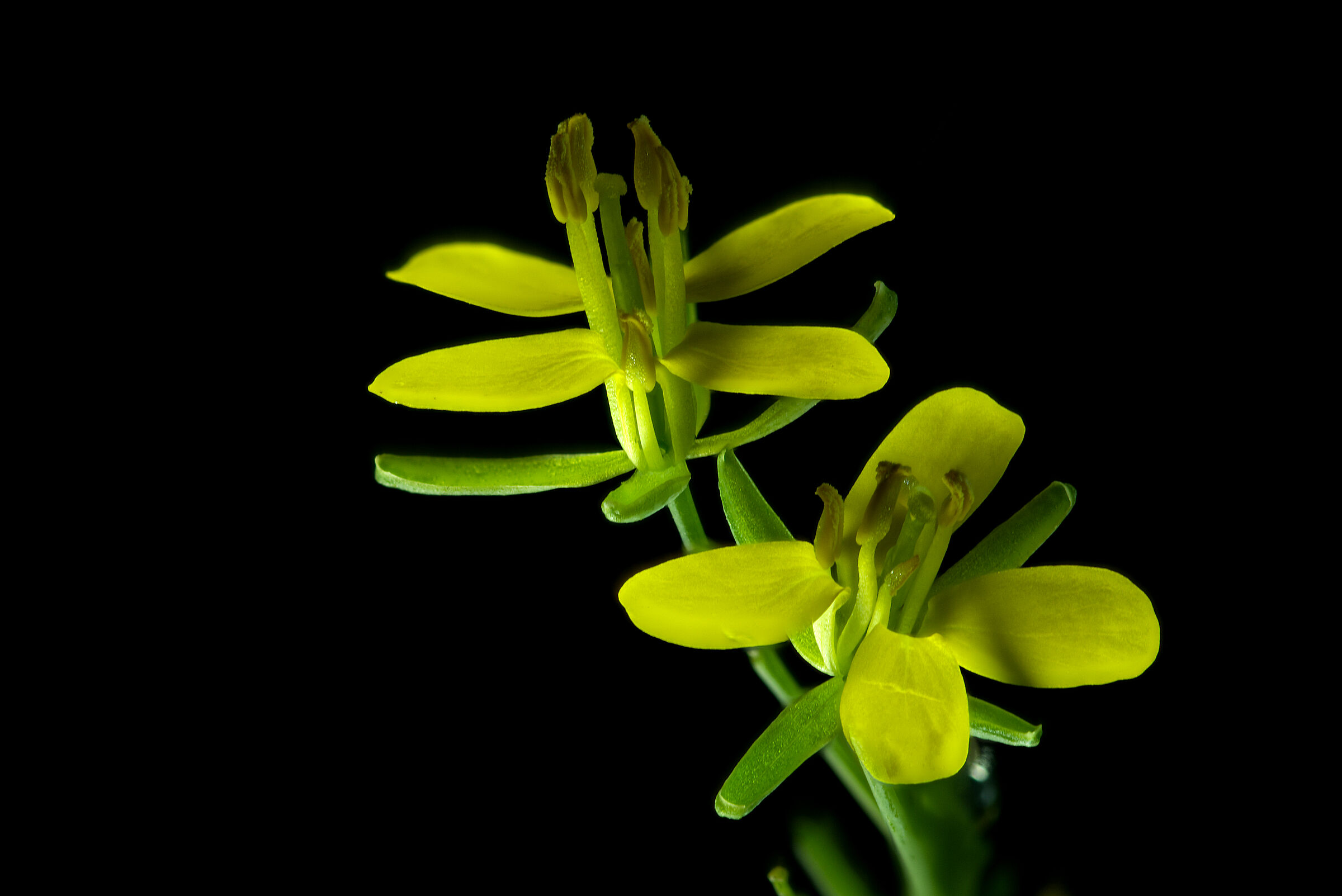 Flower of the Turnip Peaks...