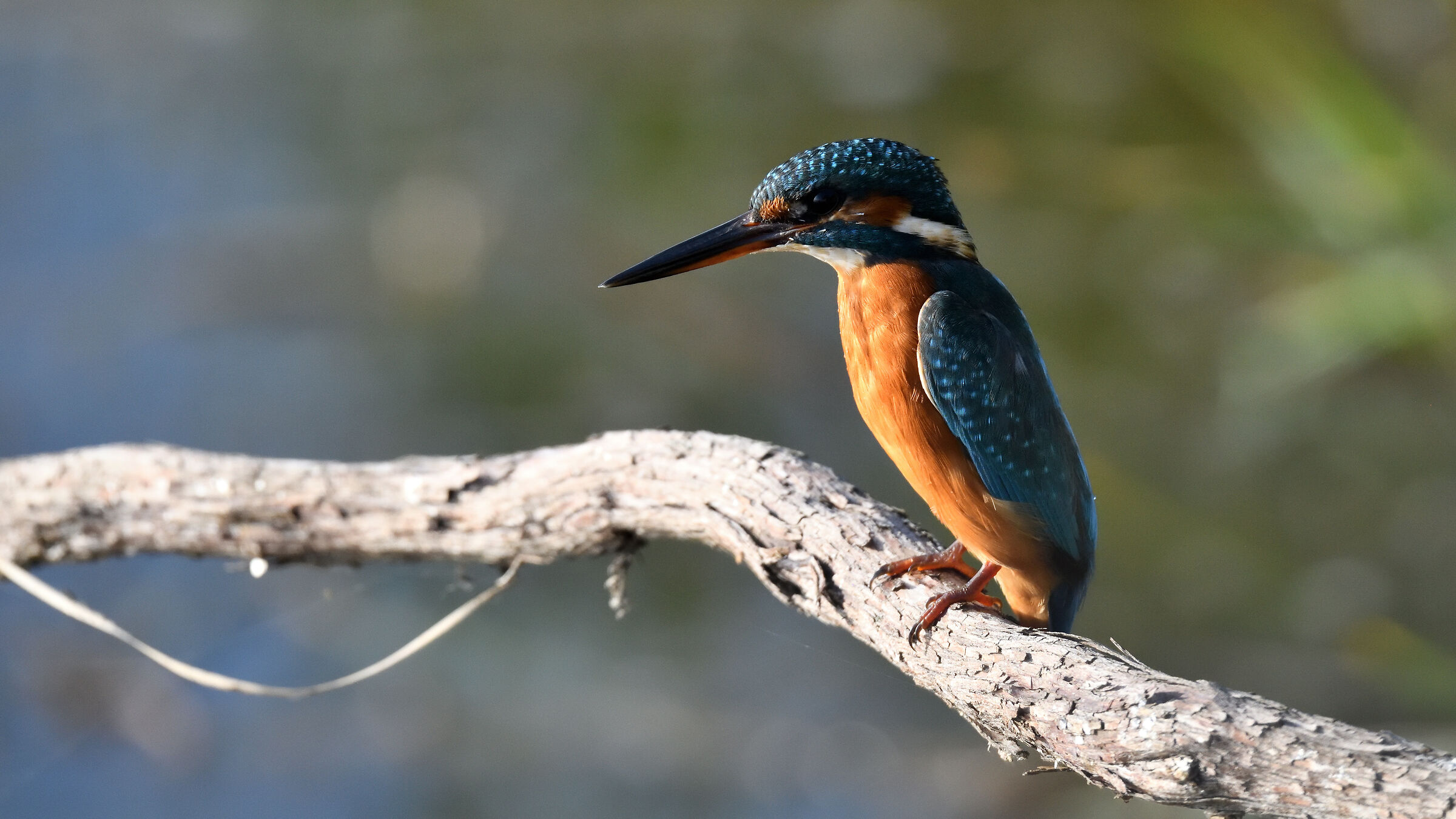 Kingfisher