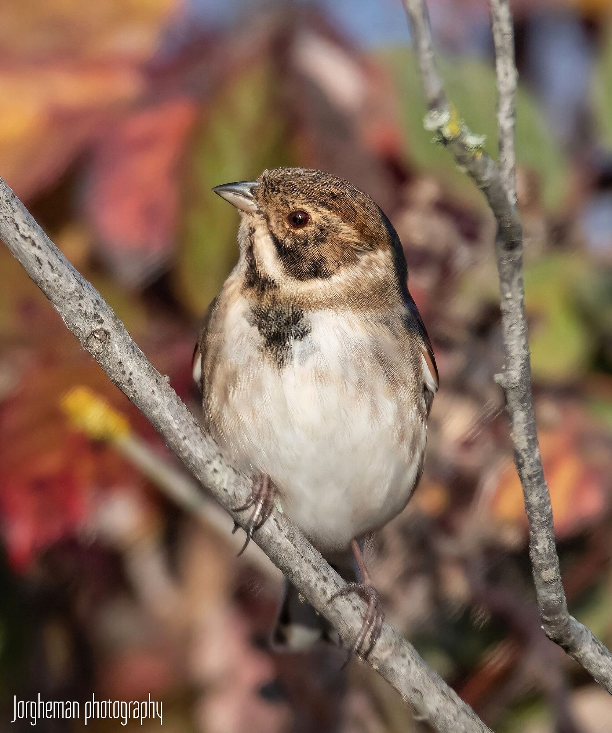 Migliarino di palude
