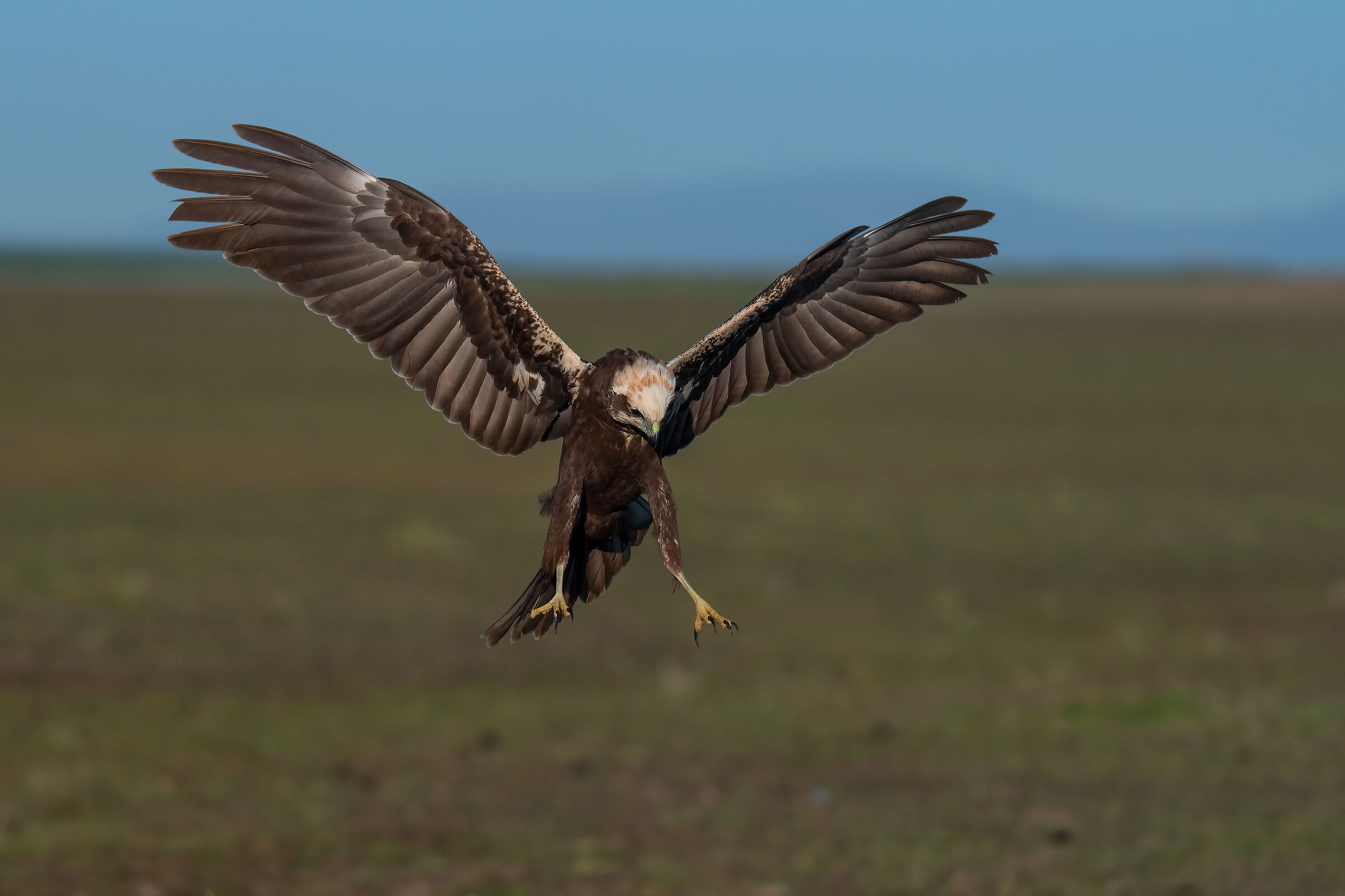 marsh harrier