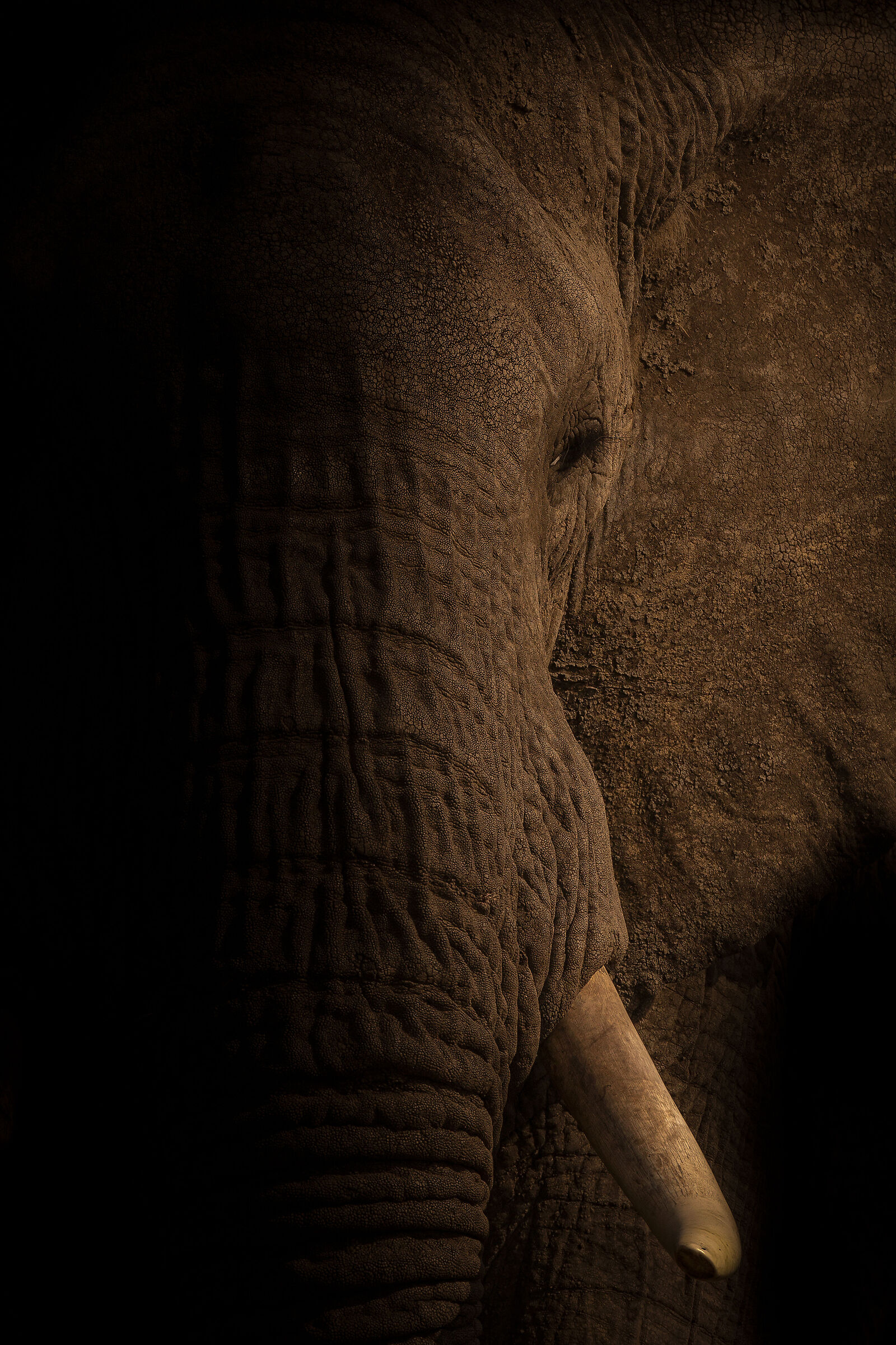 The gold of poachers