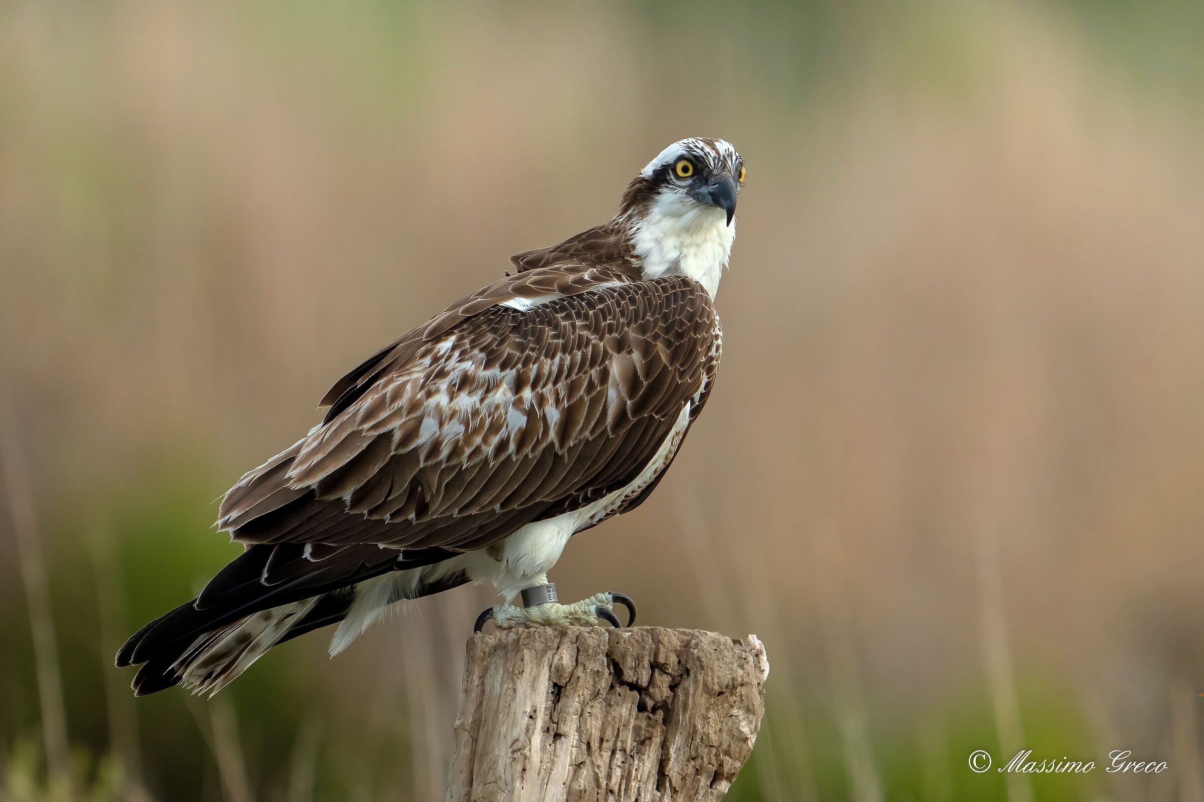 Falco pescatore (Pandion haliaetus)