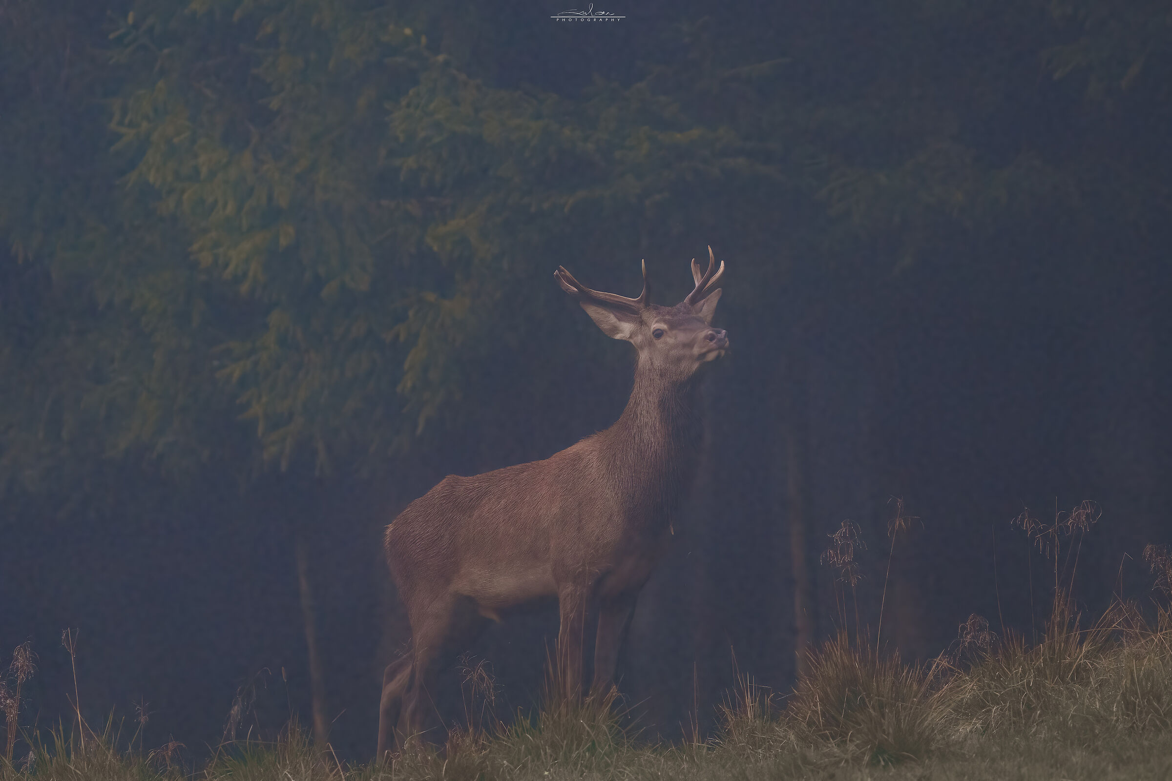Young deer