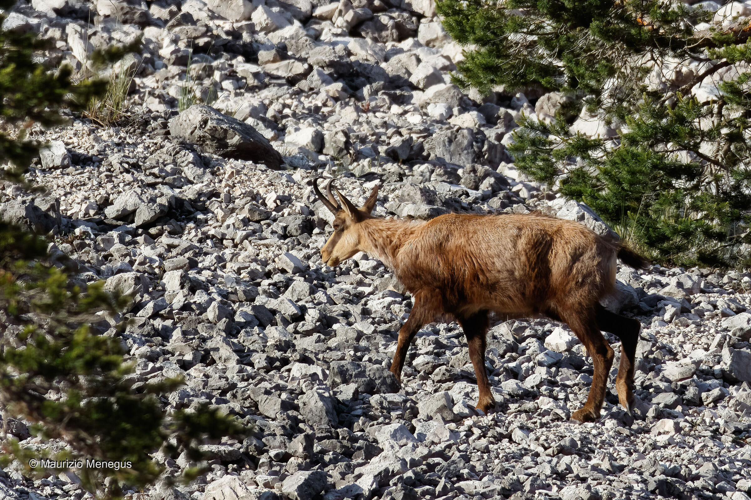 Camoscio maschio a giugno