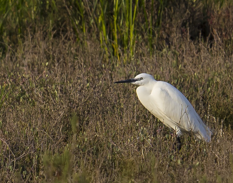 Little Egret (Egretta egret)