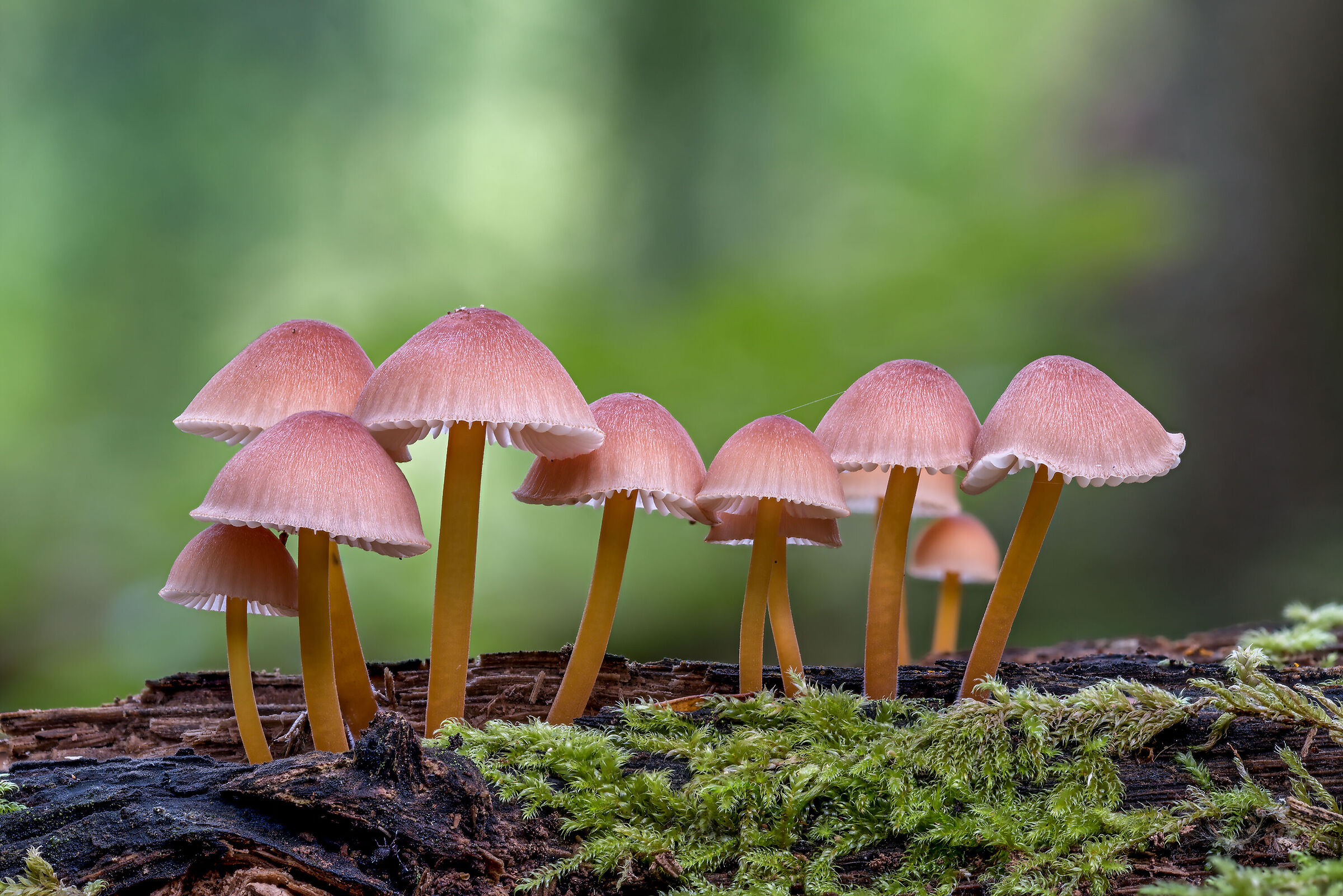 Mycena renatii