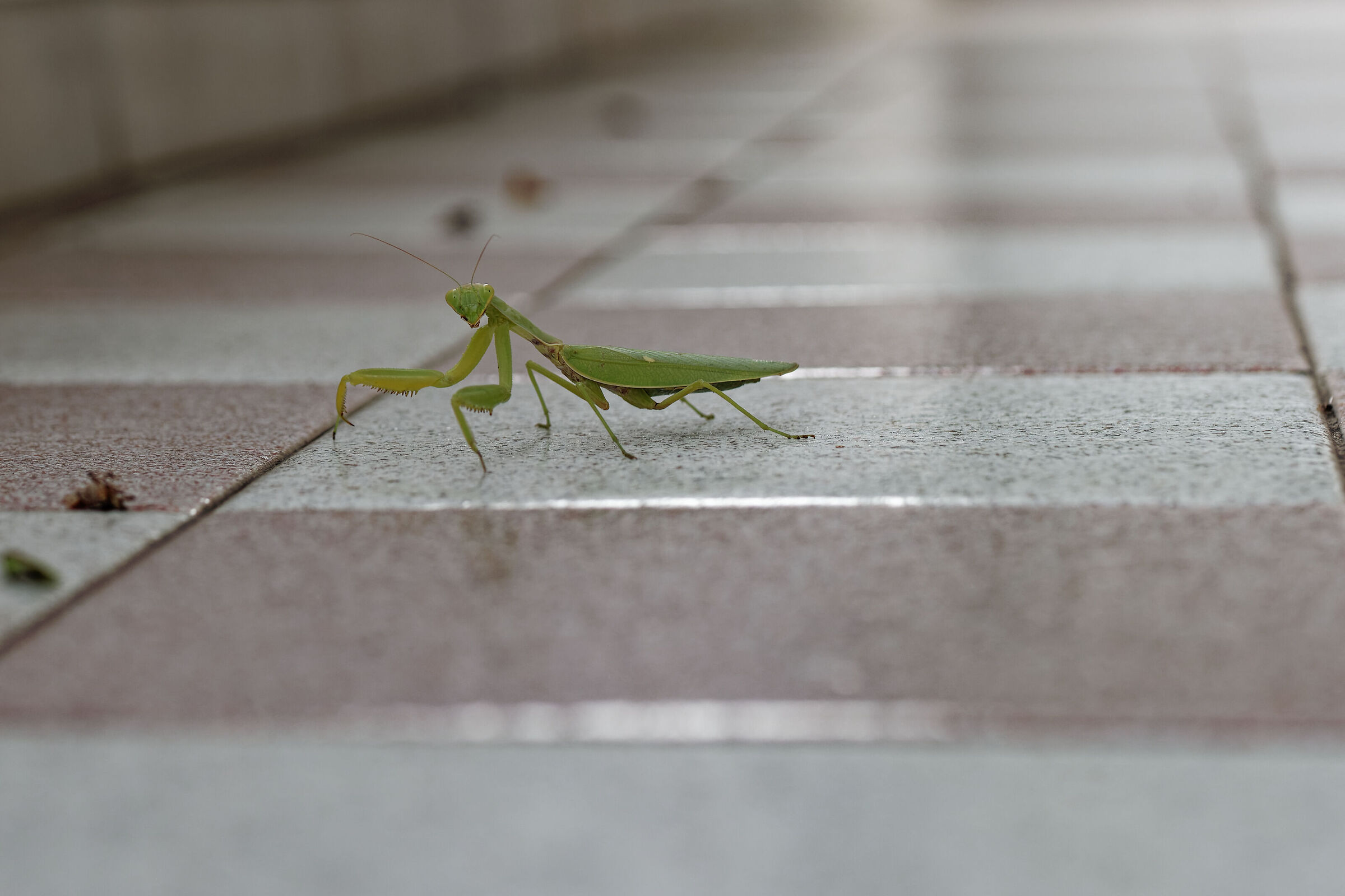 a Martian