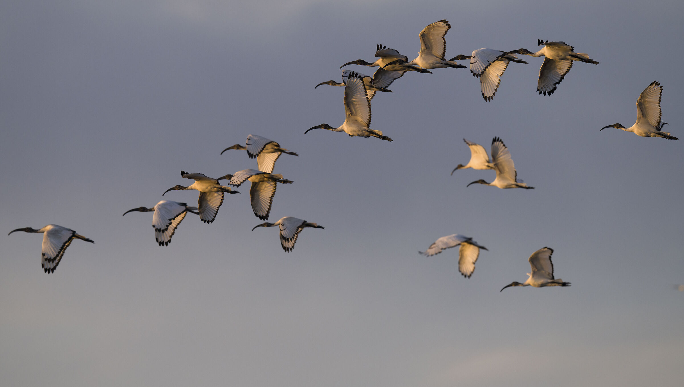Sacred Of The Nile Ibis