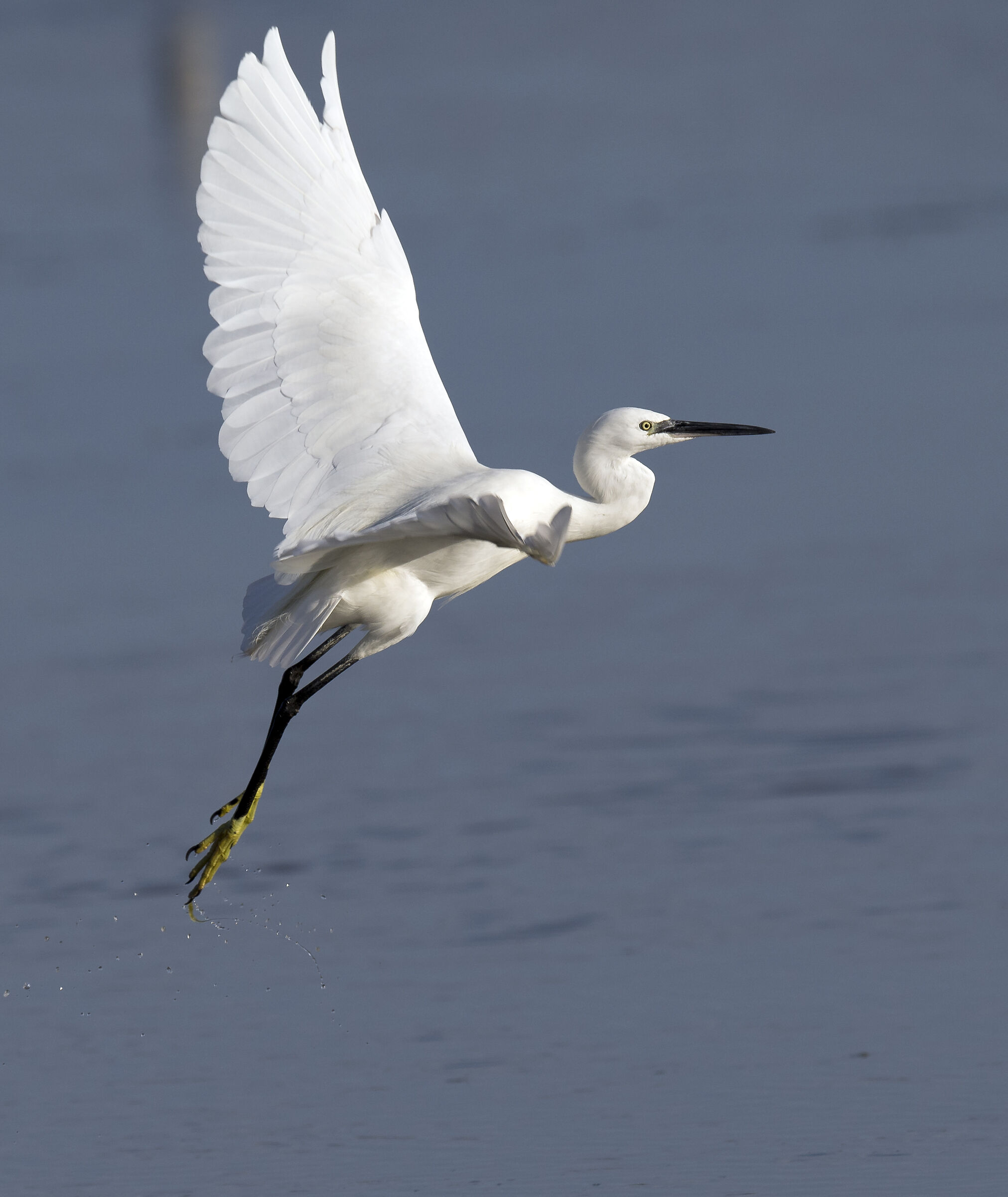 Egret