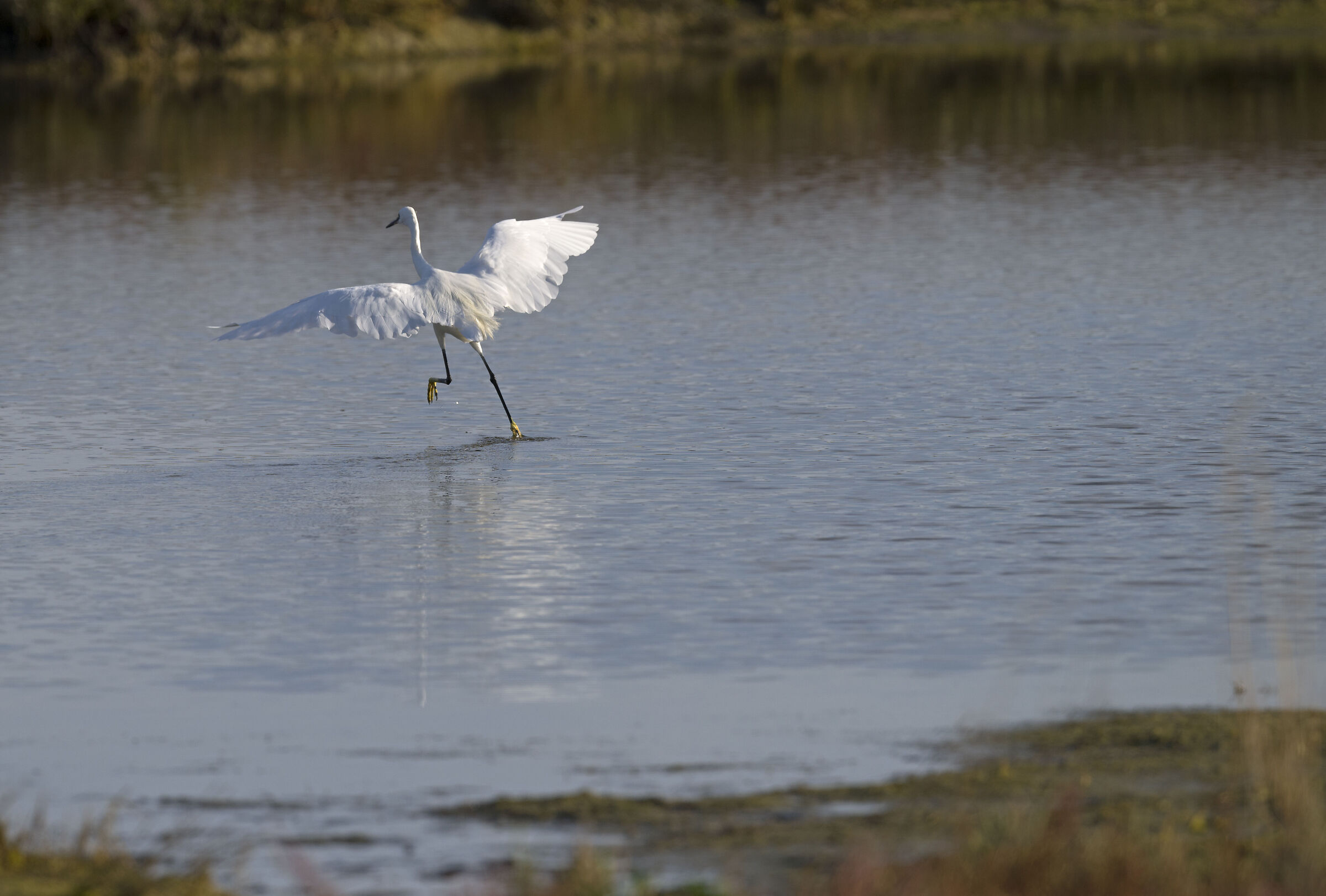 Egret dance version