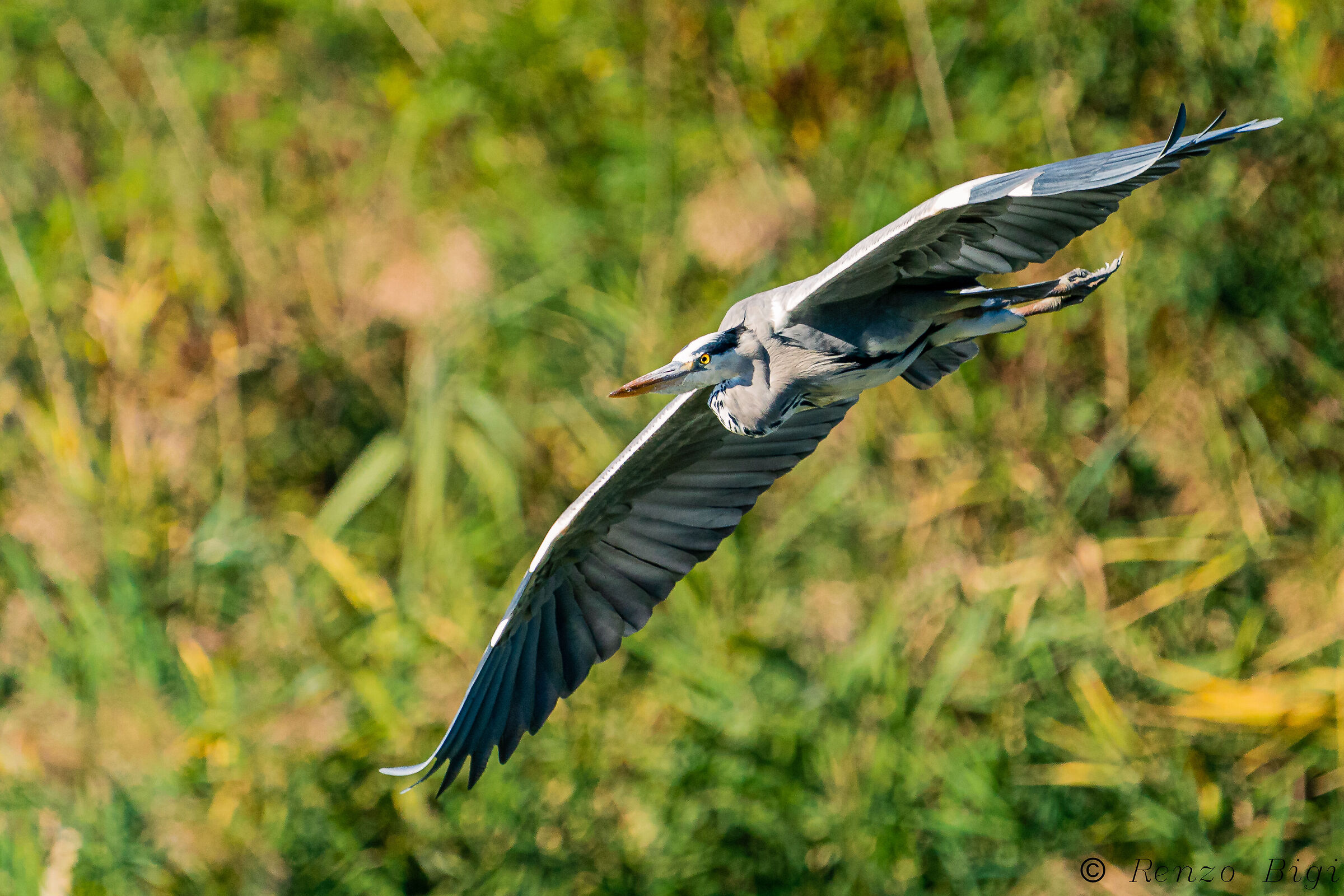 Grey heron