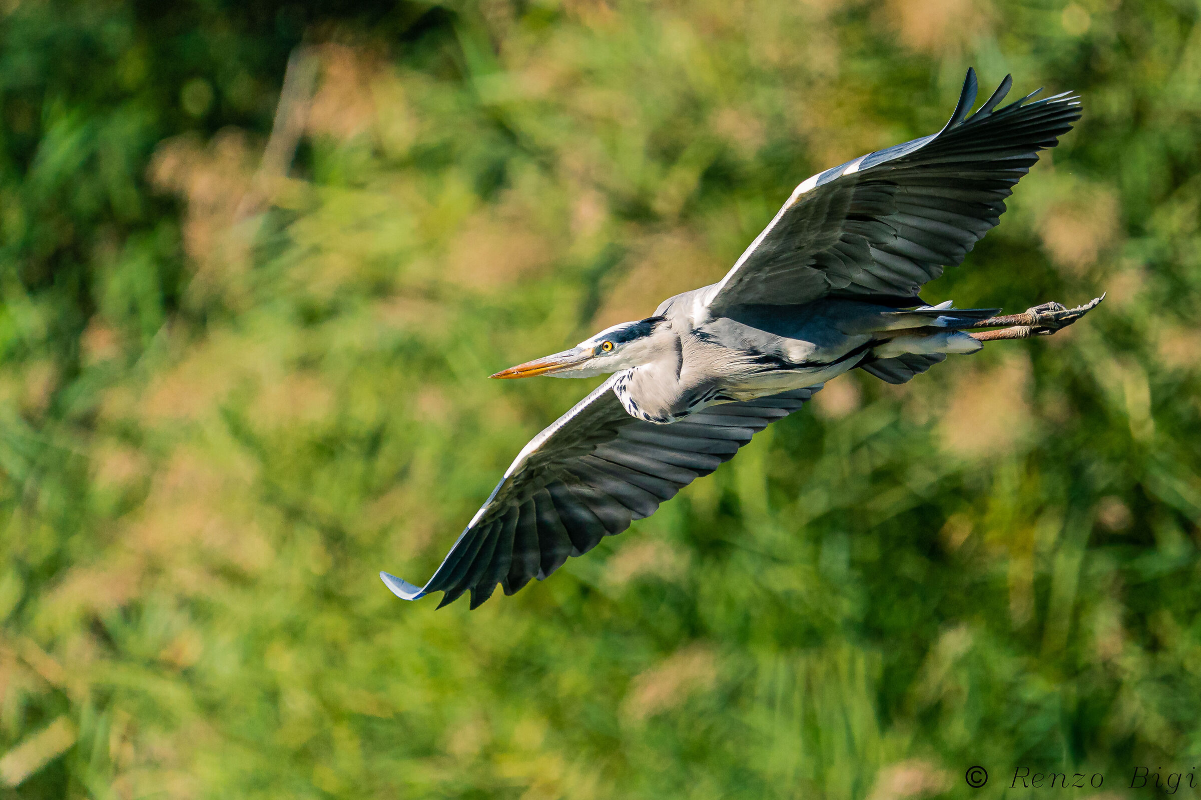 Grey heron