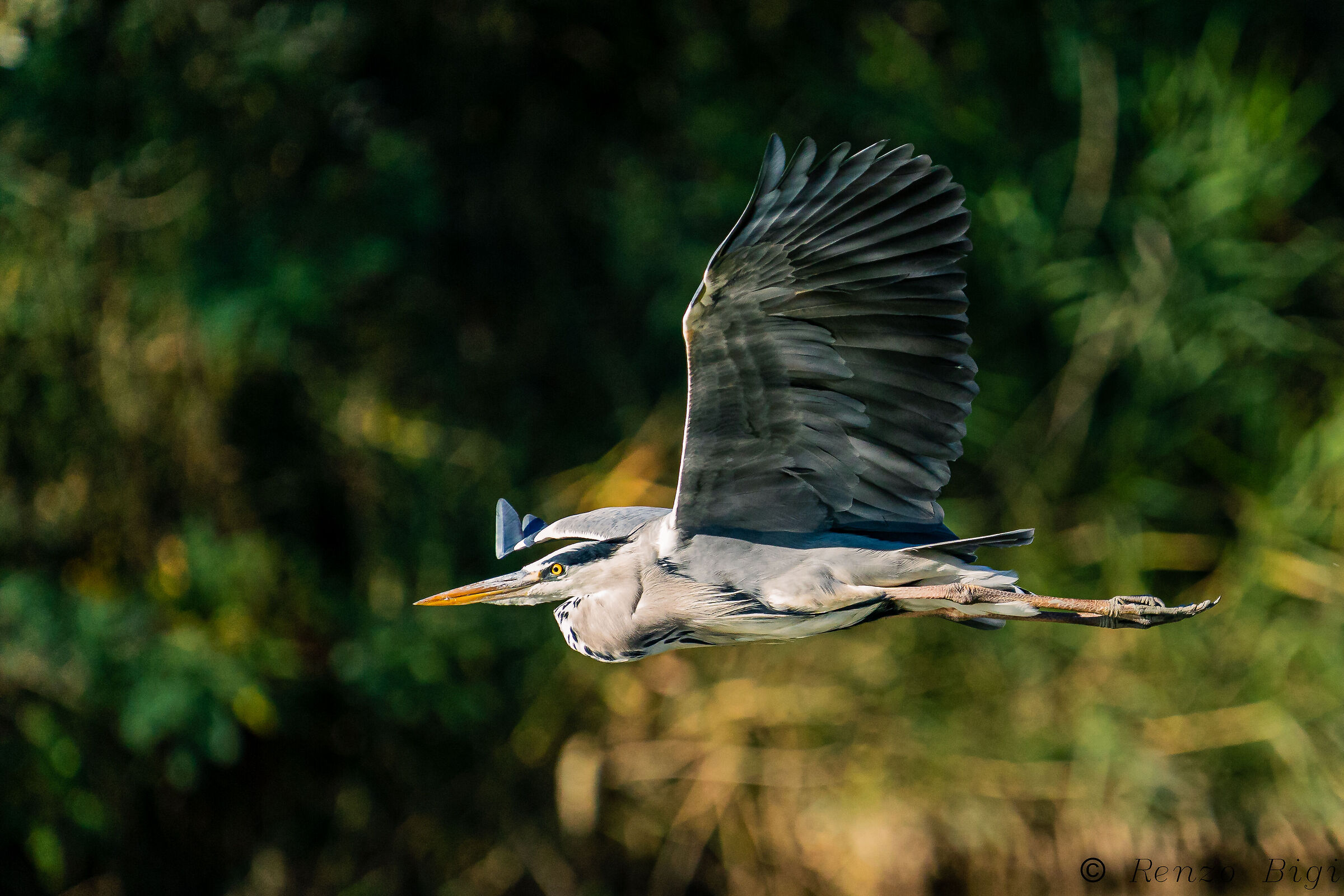 Grey heron