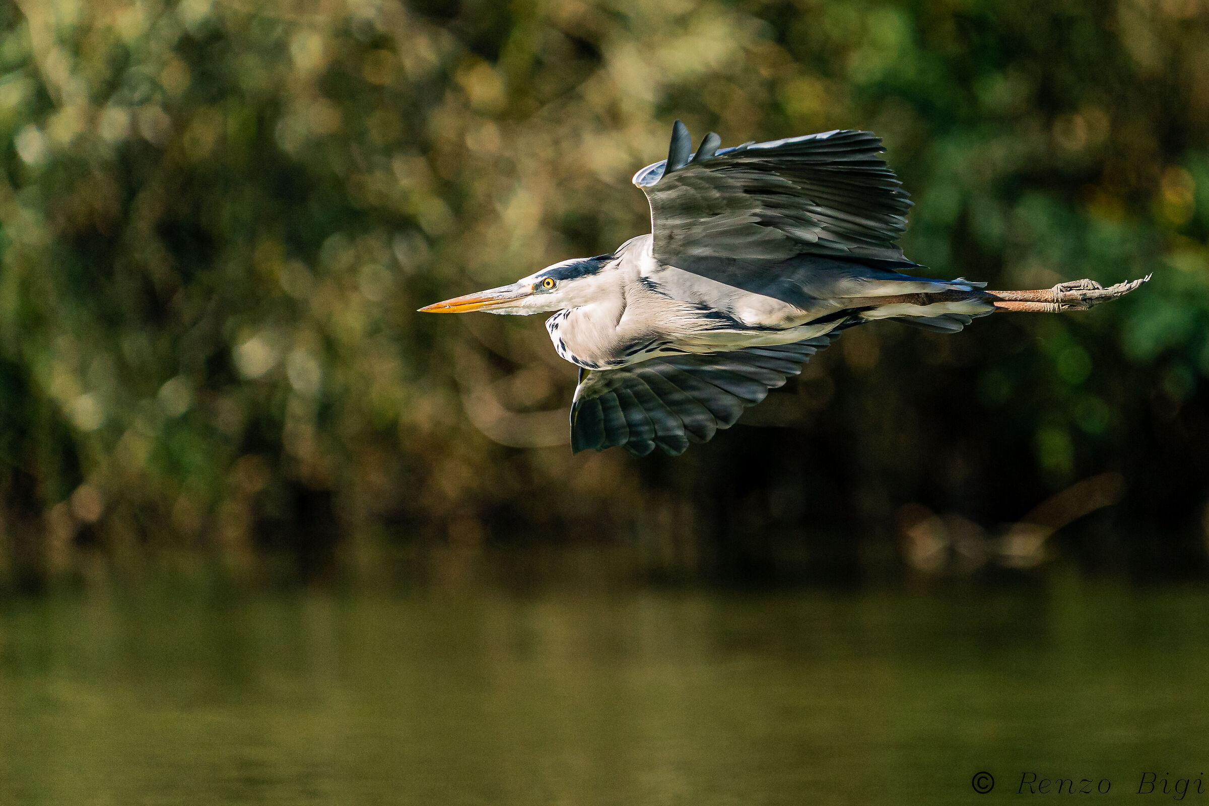 Grey heron