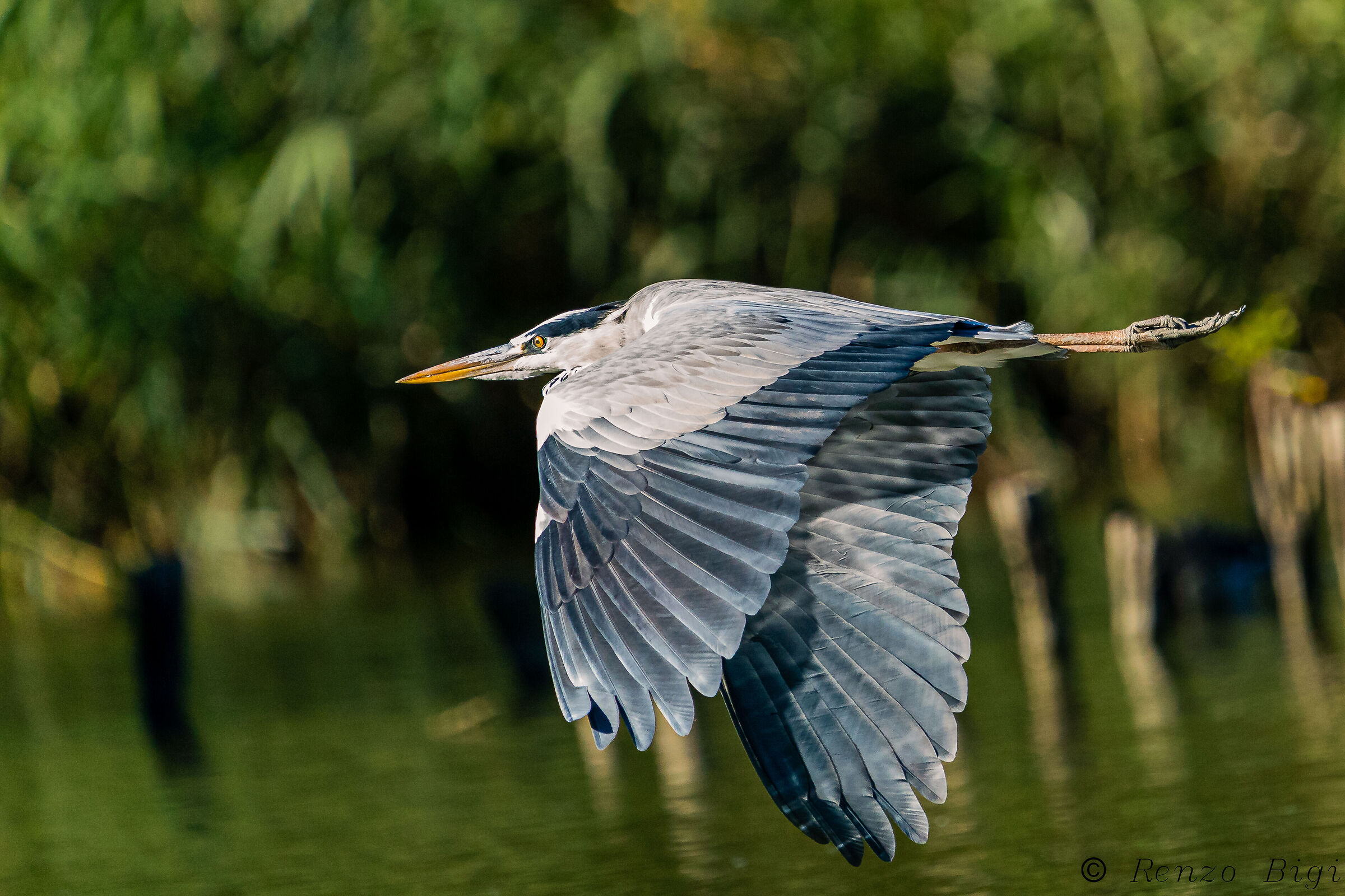 Grey heron