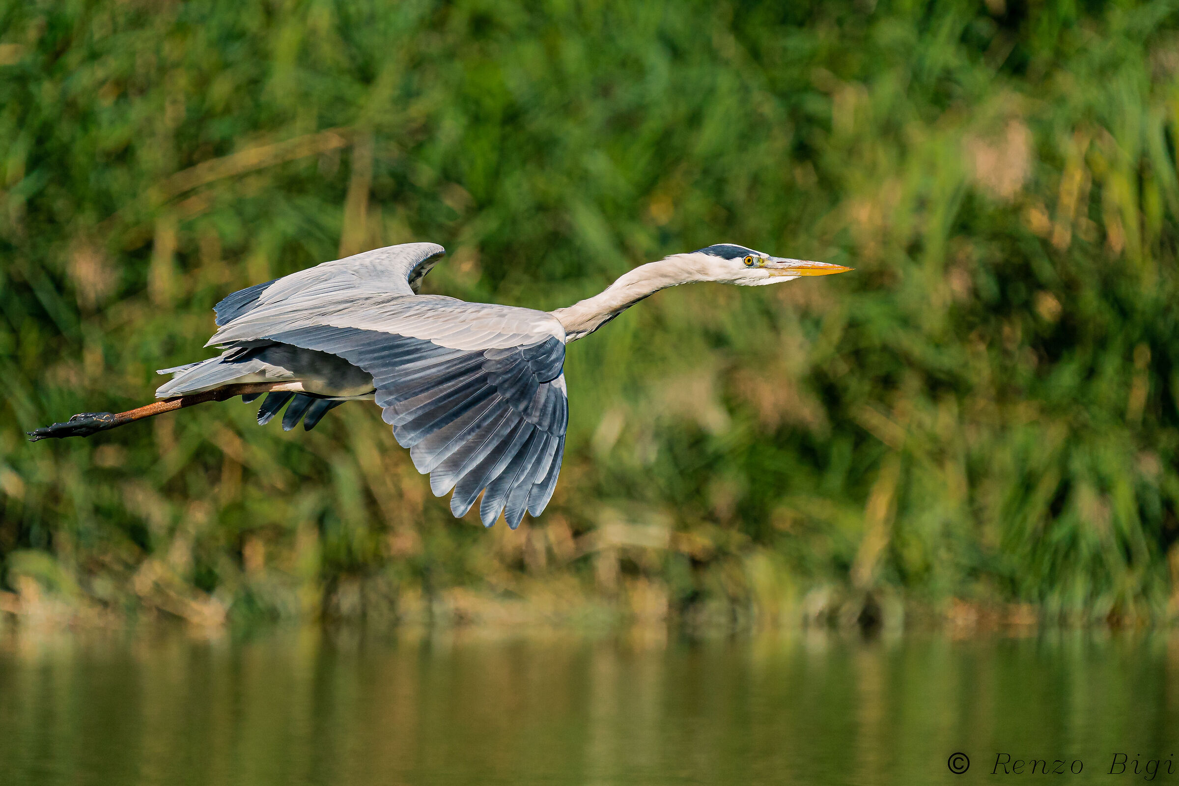Grey heron