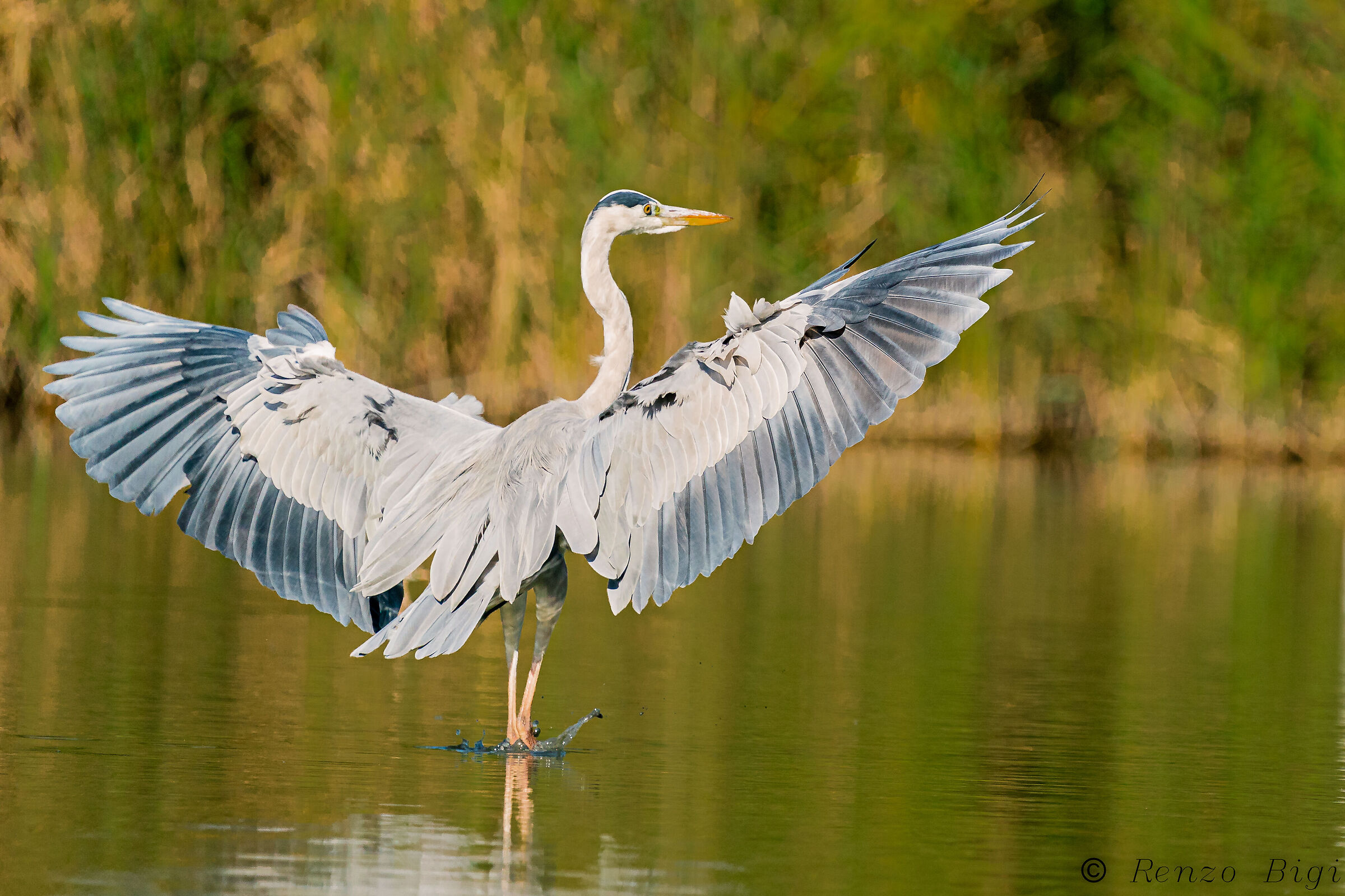 Grey heron
