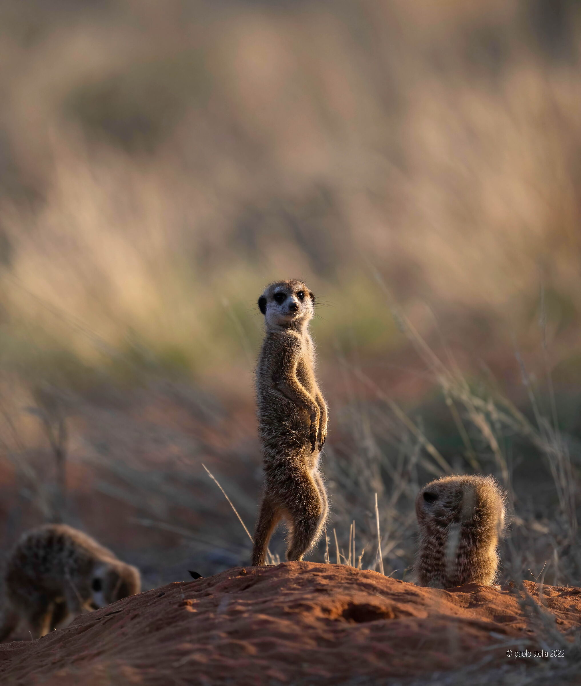 meerkats