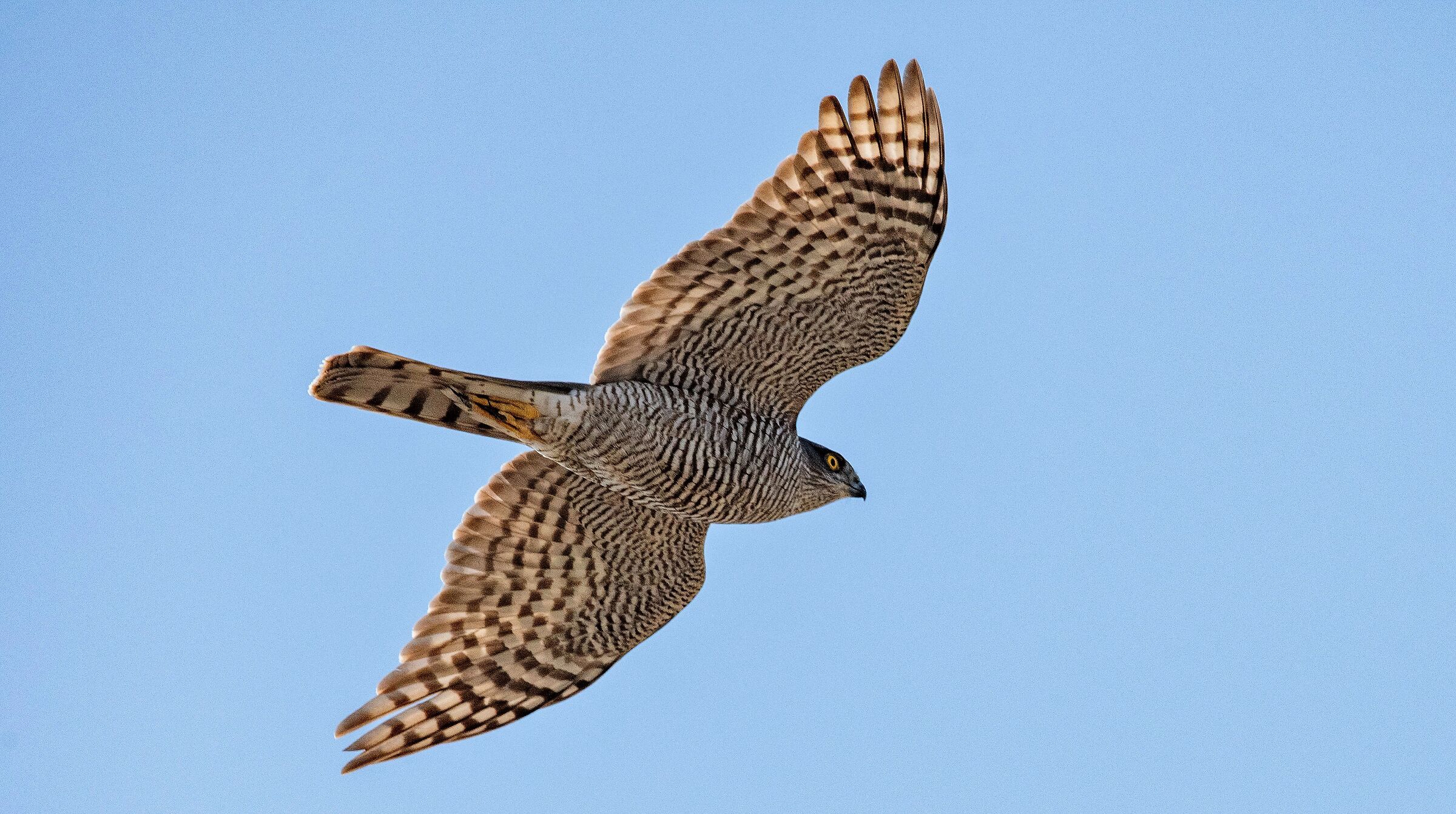 sparrowhawk