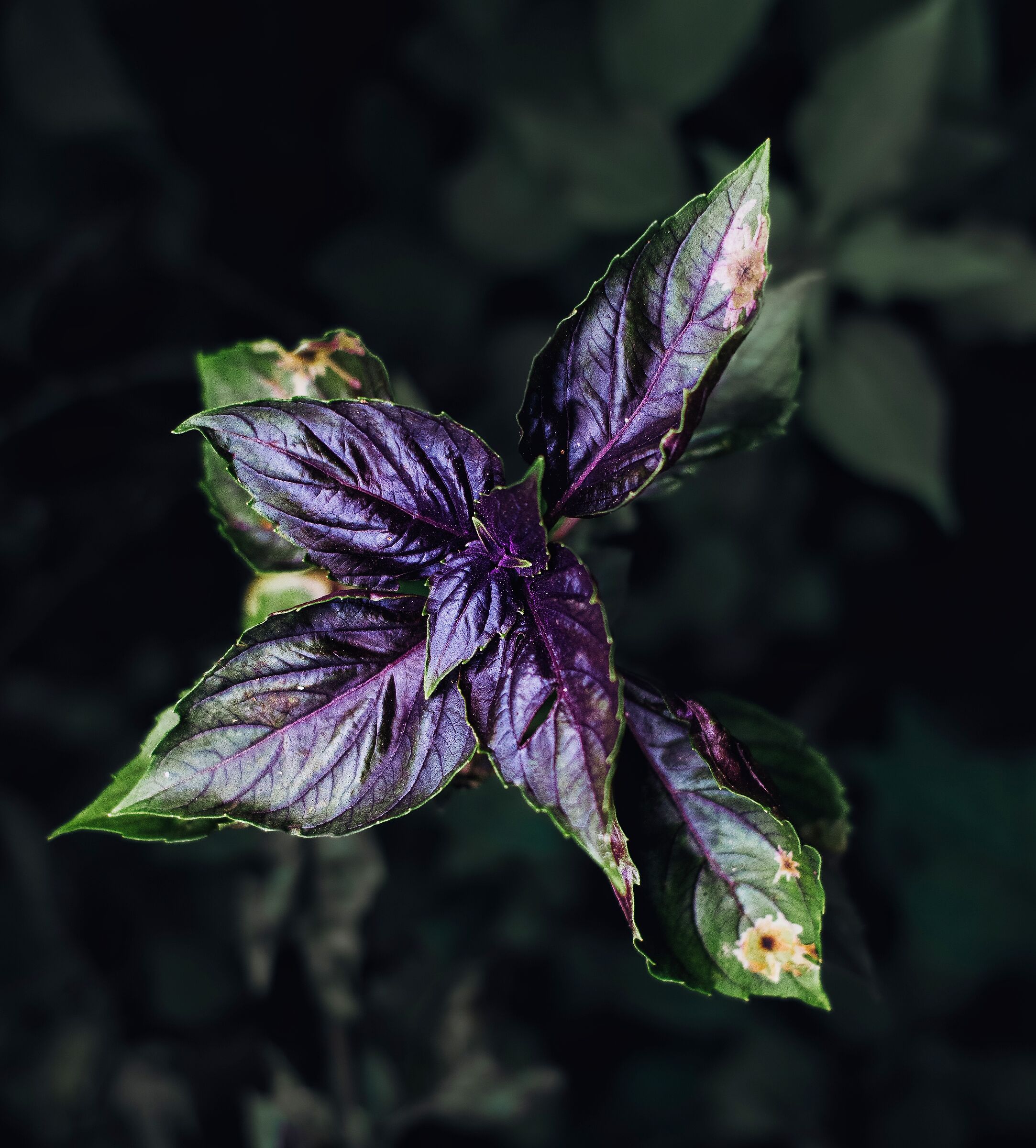 Basilic