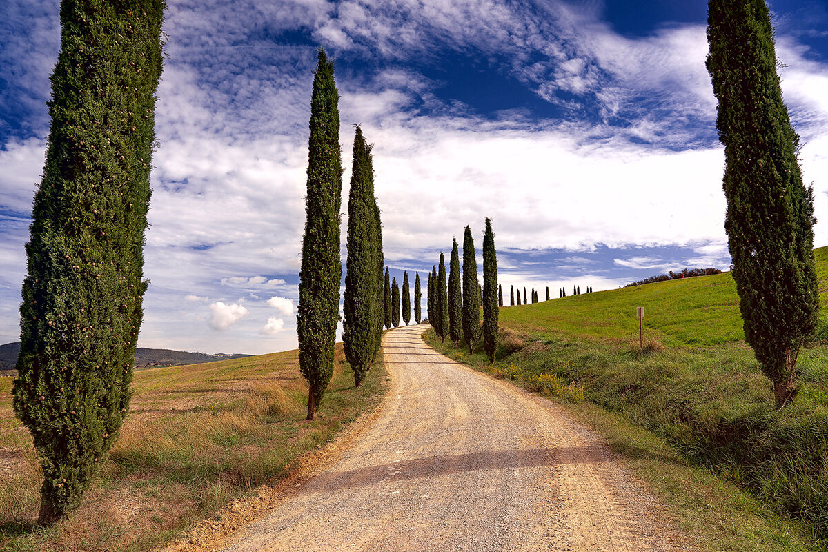 Tuscan Cypresses