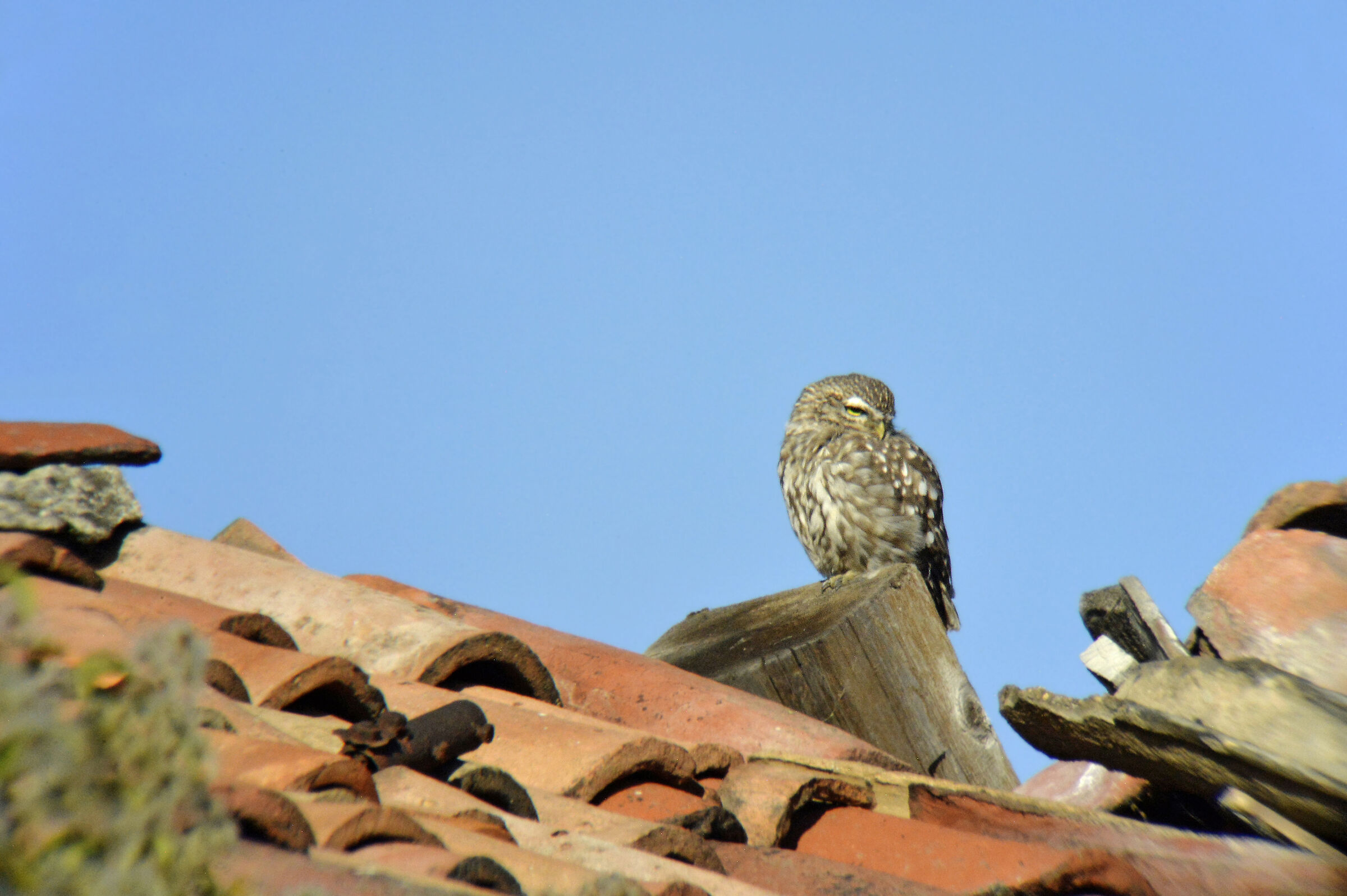 Owl on the roof