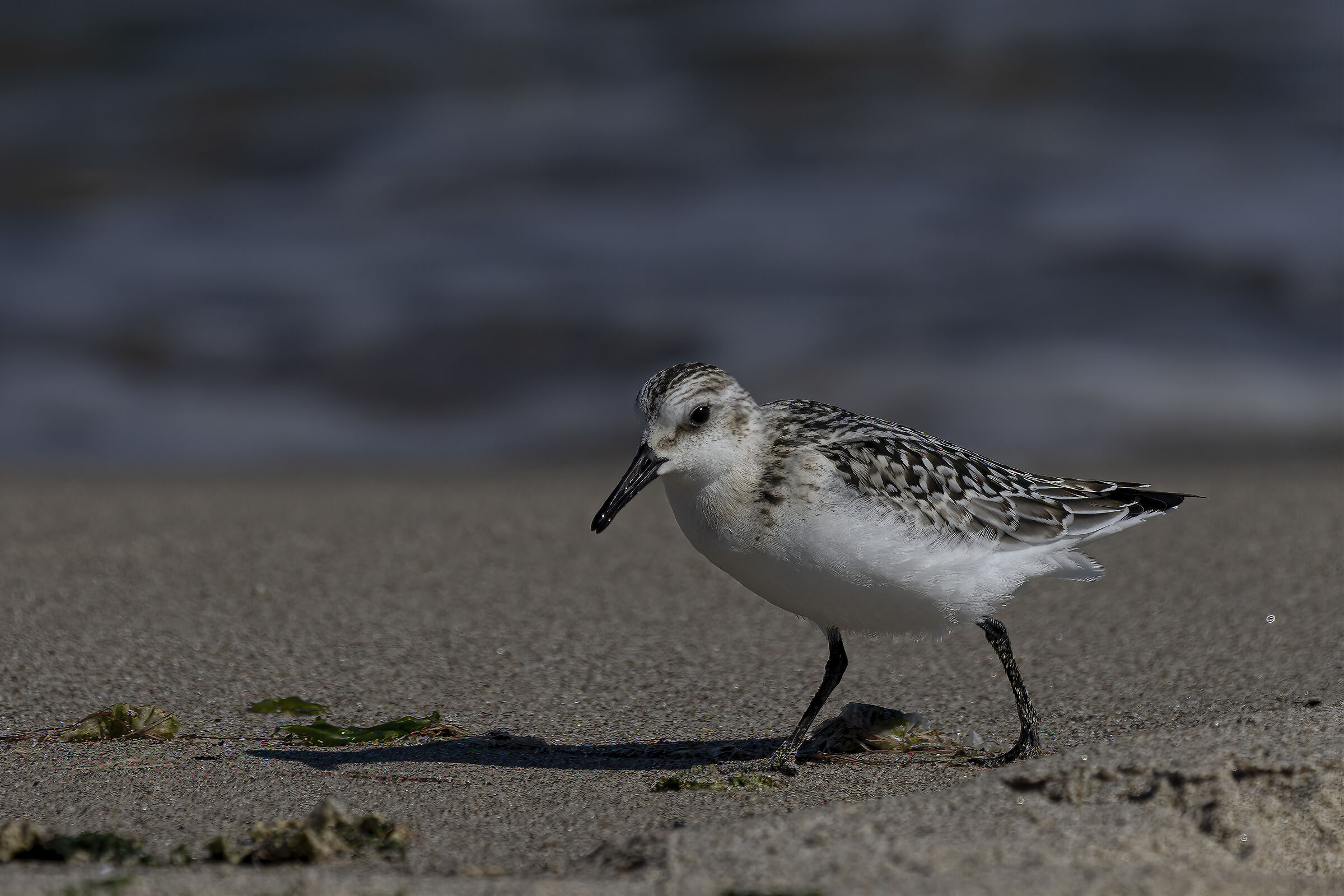 Piovanello surprise ..