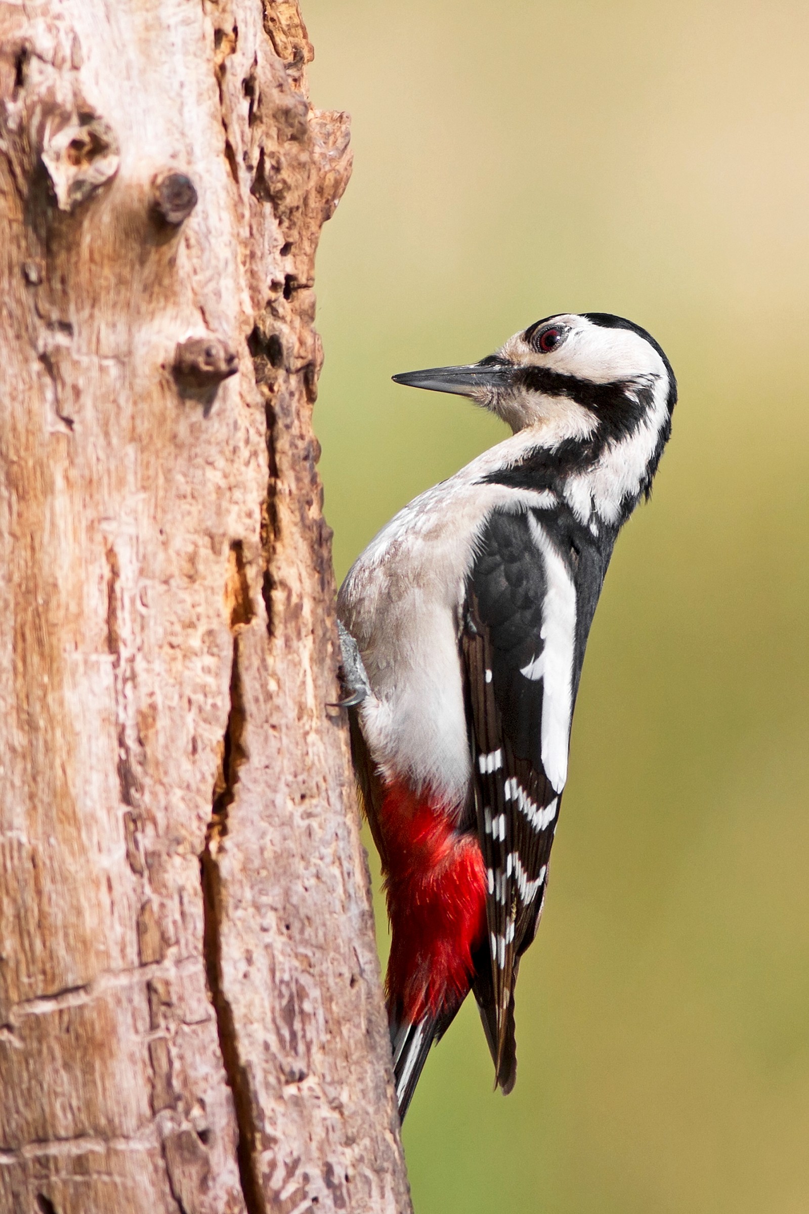 Picchio rosso maggiore_2