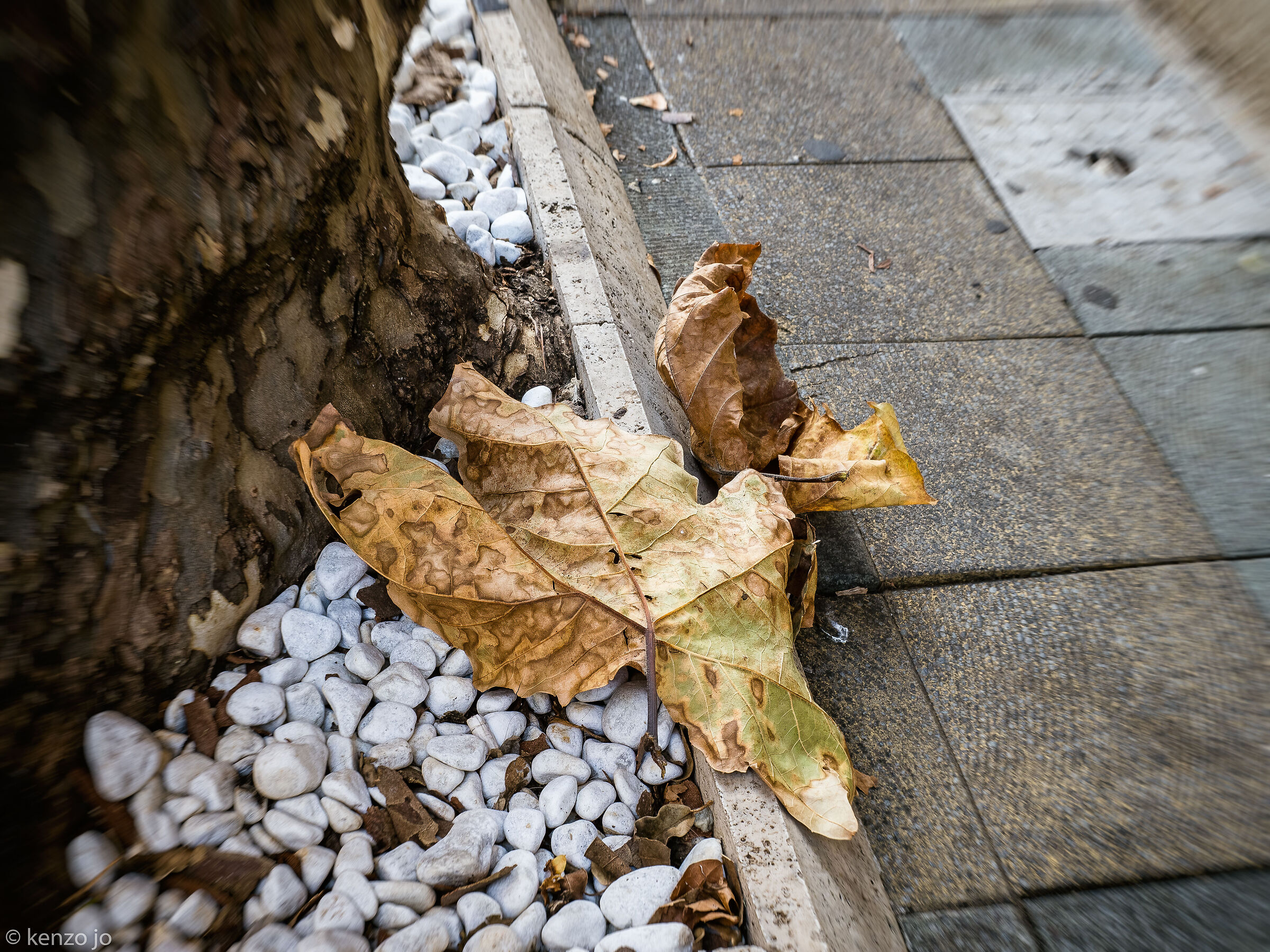 The linden, the autumn, the road.