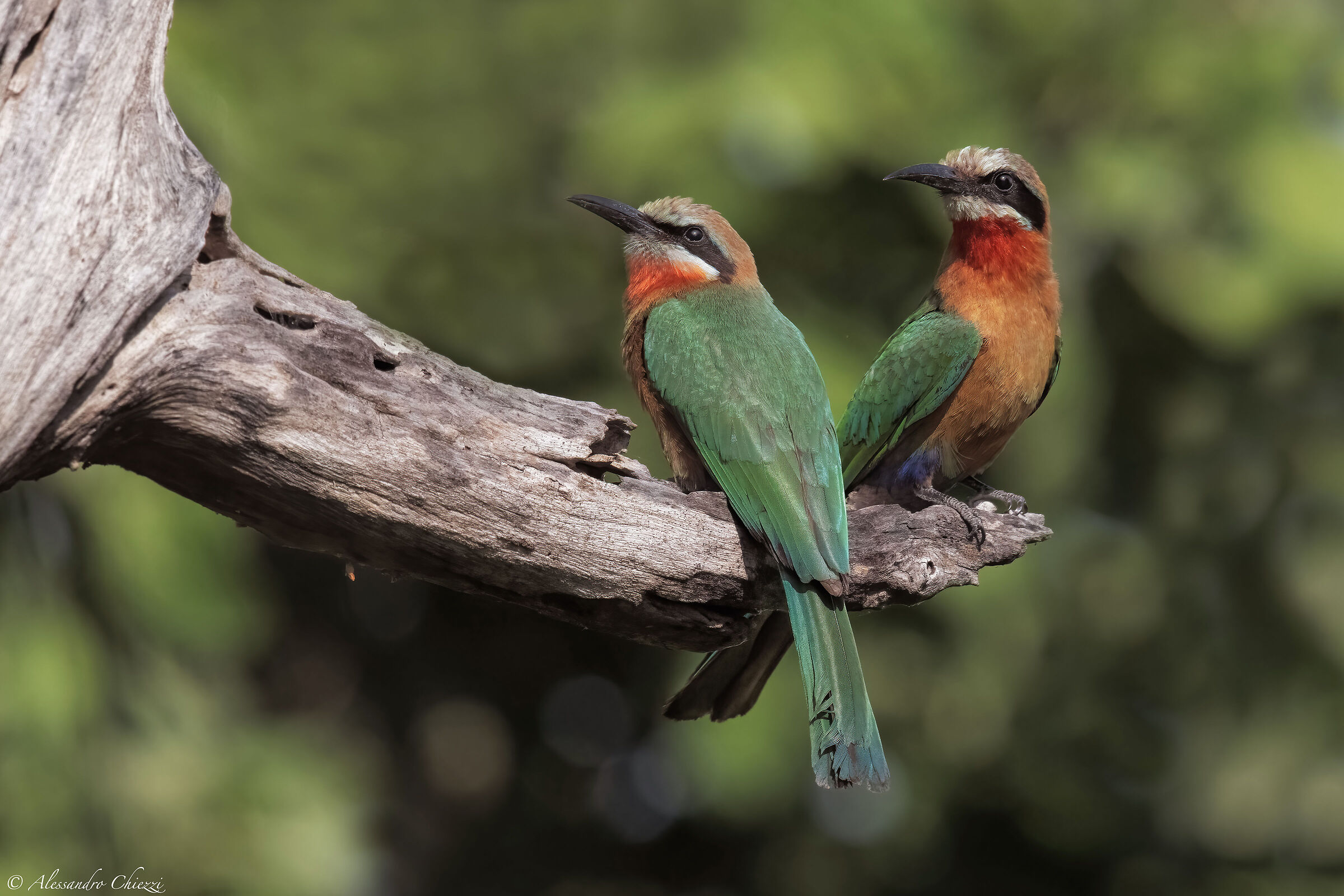 White front bee-eater