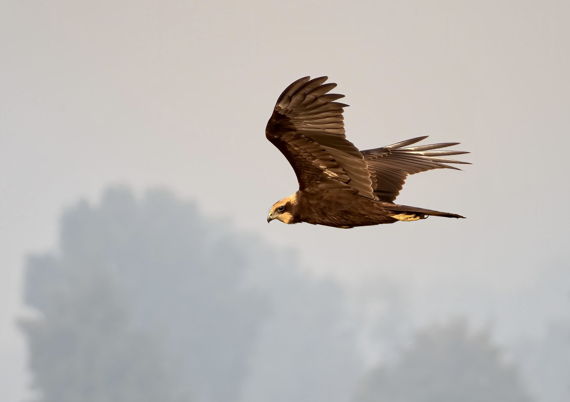 Marsh falcon