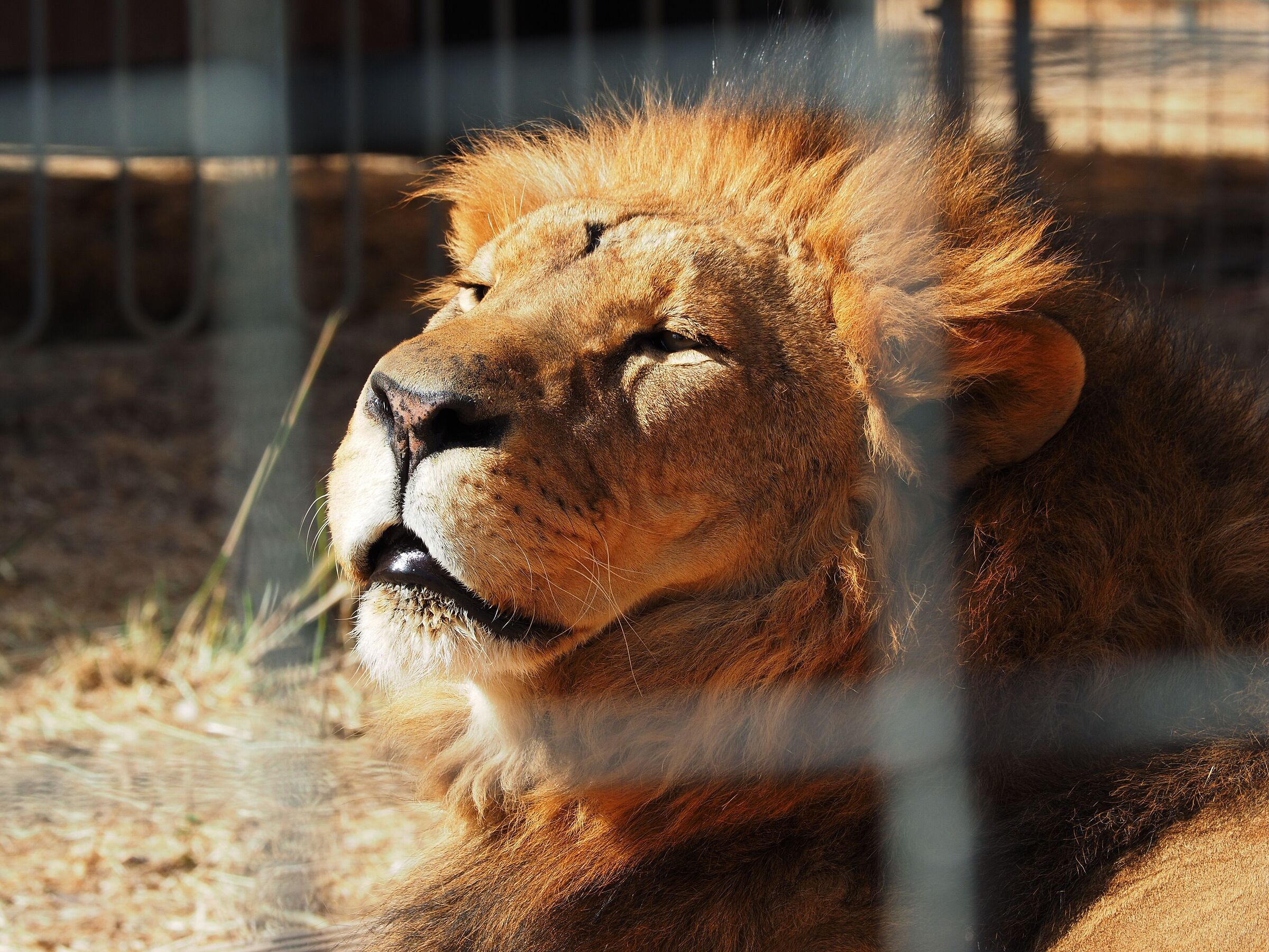 Lion in cage