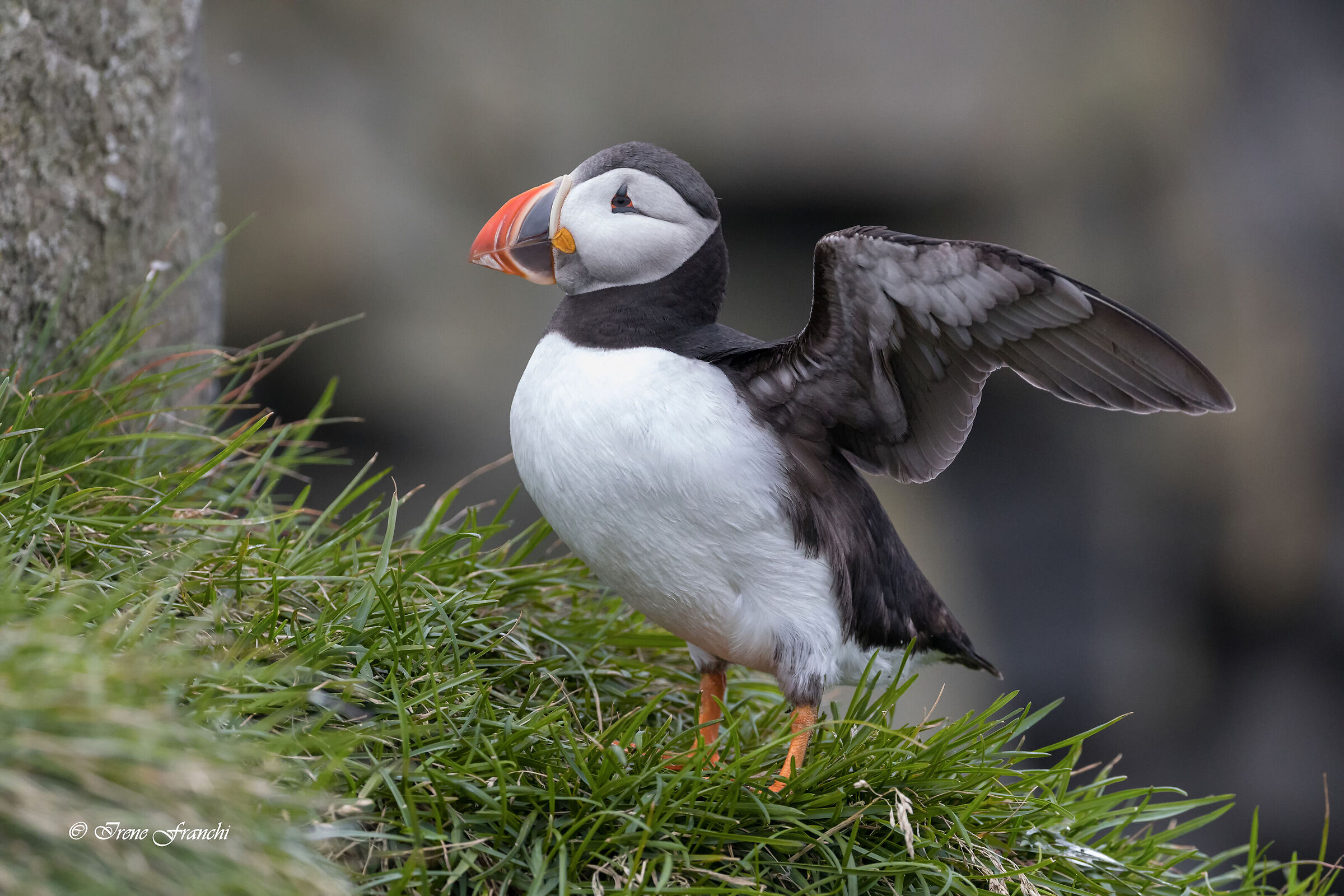 Icelandic Puffin