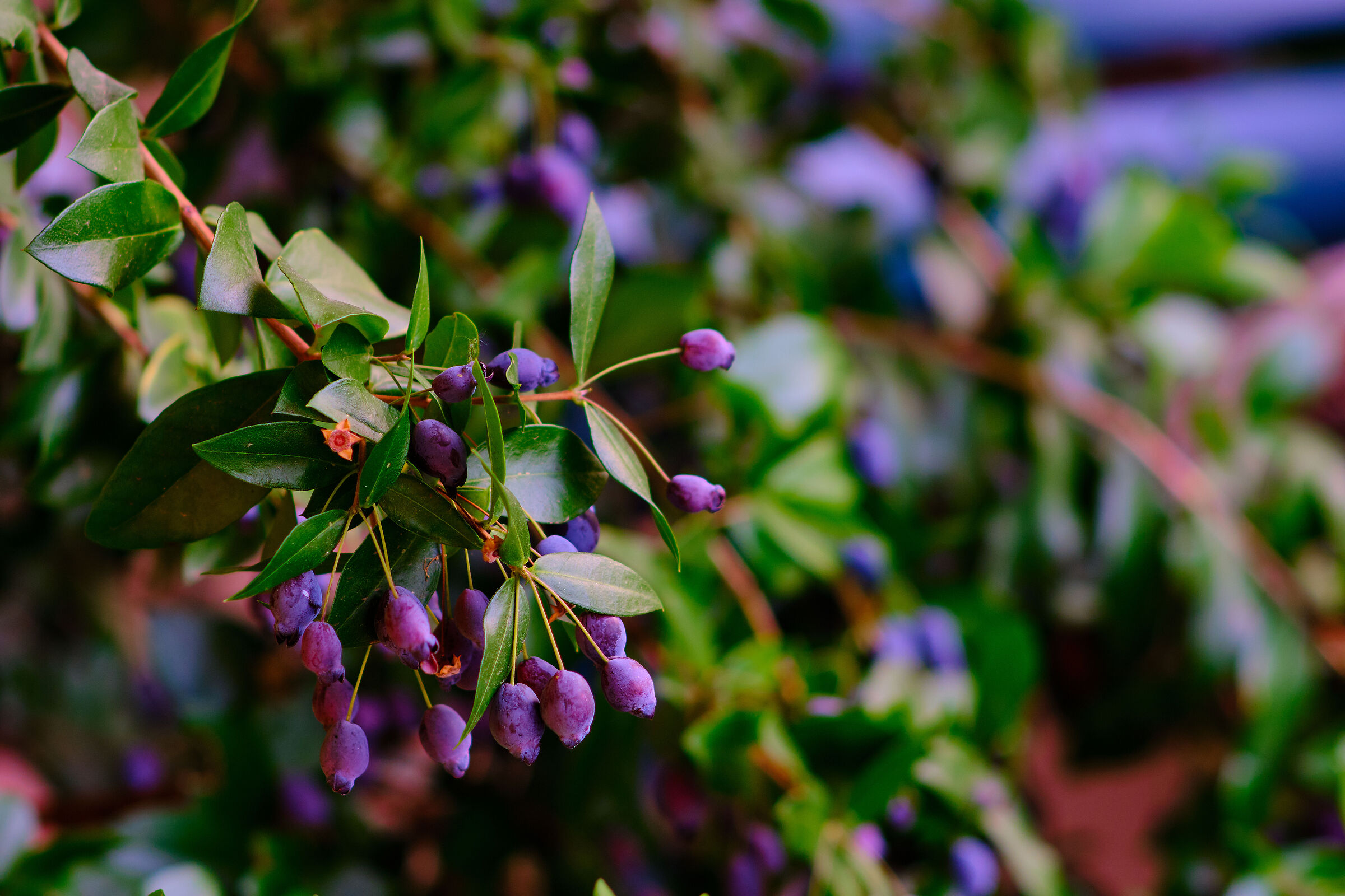 Myrtle berries still unripe