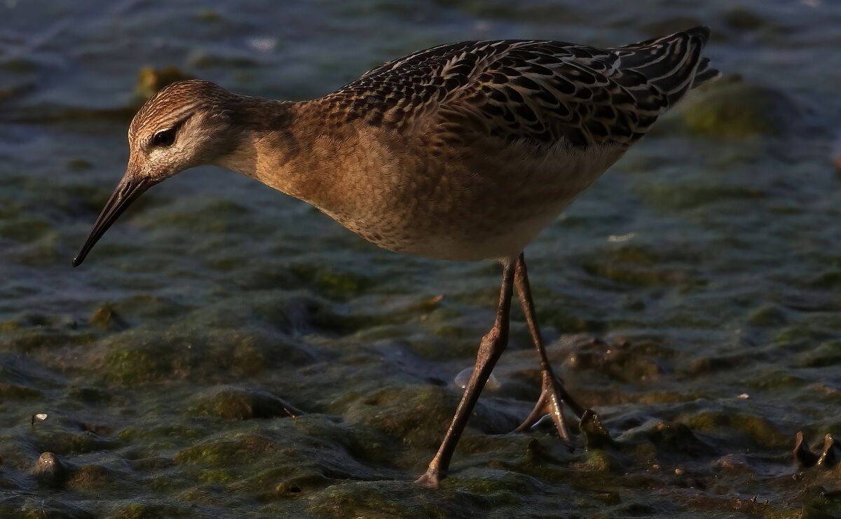 Combattente al tramonto