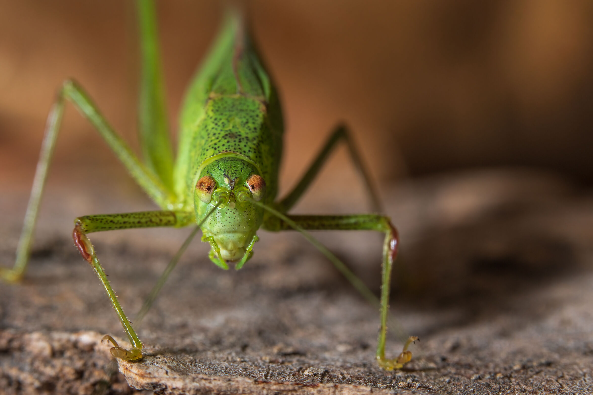 Nel paese delle meraviglie
