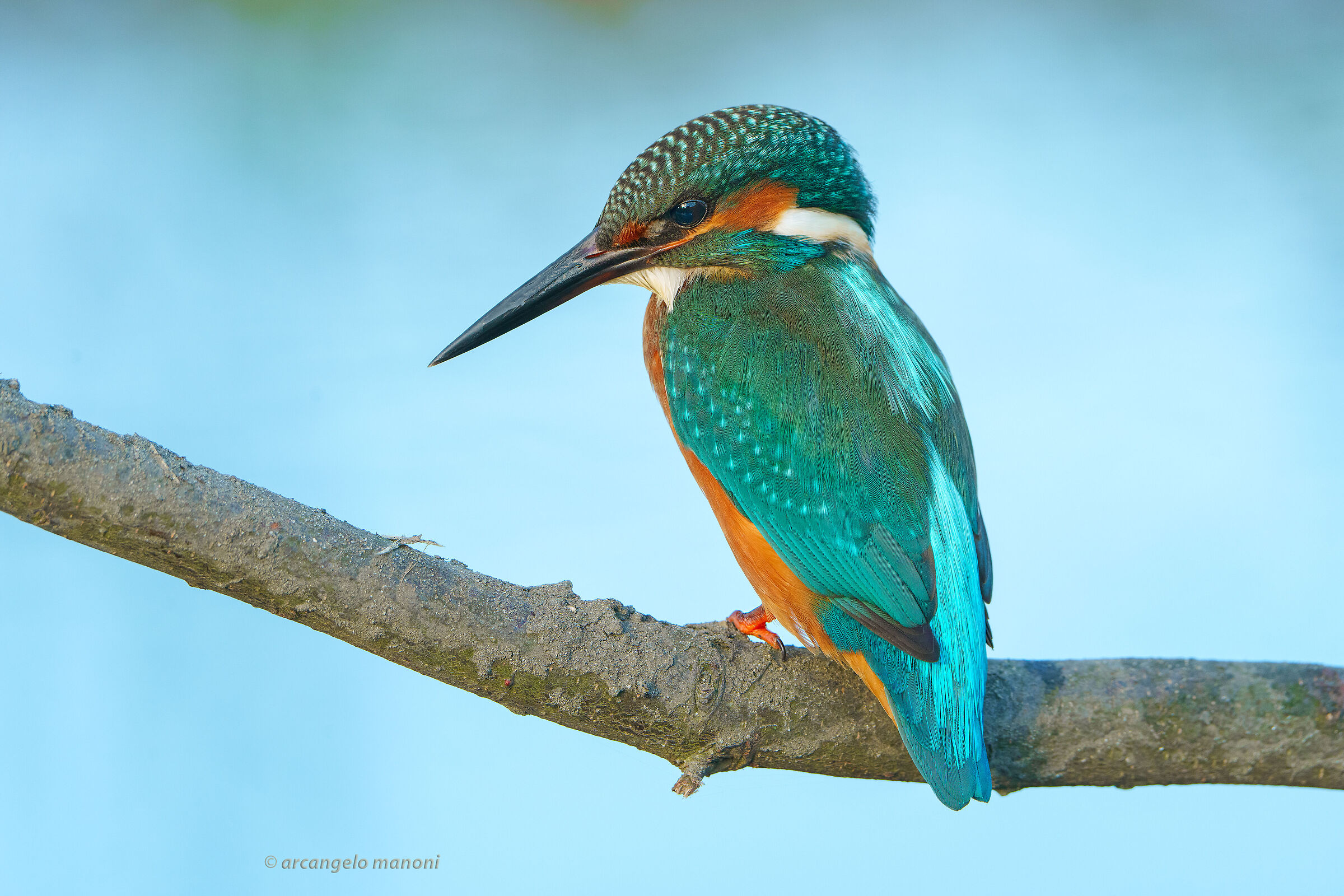 A martino against the light